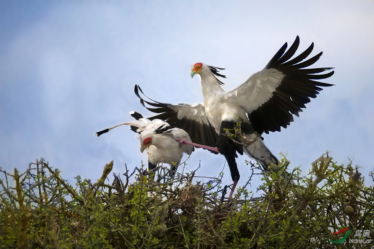 [猛禽] (蛇鹫)家庭暴力------蛇鹫～～～贺图获【首页每日精华】