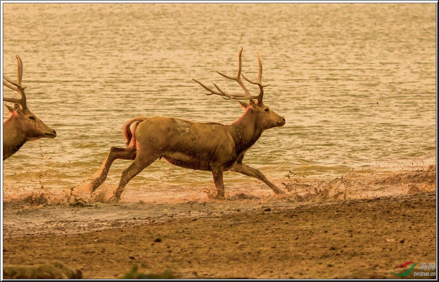 在黄昏中奔跑的麋鹿