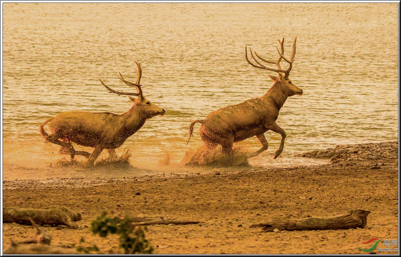 在黄昏中奔跑的麋鹿