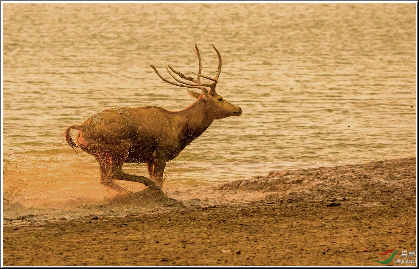 在黄昏中奔跑的麋鹿