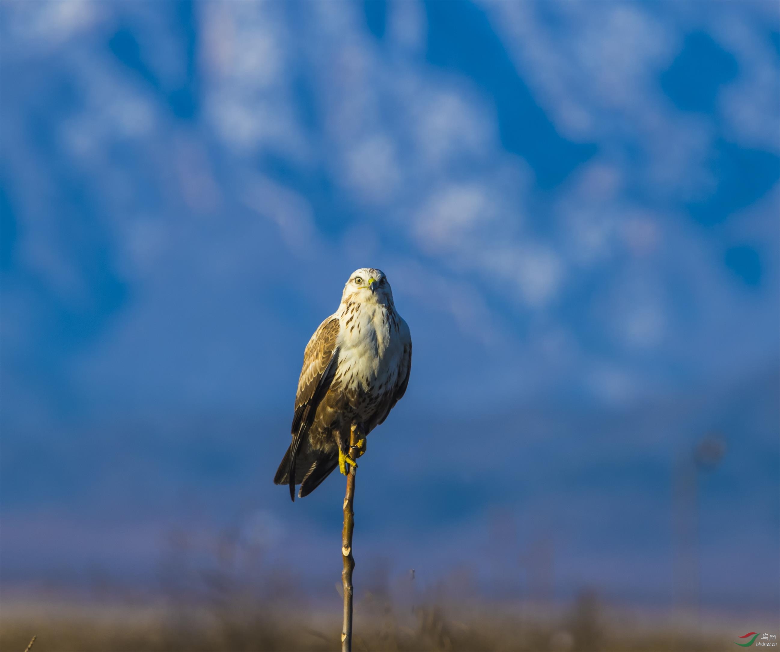 雍容华贵的大鵟标准像