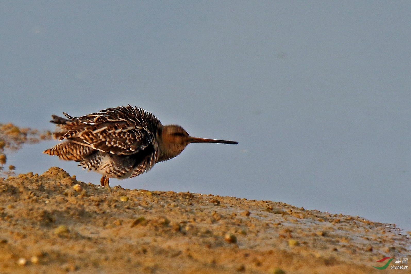 怪模怪样的沙地鸟
