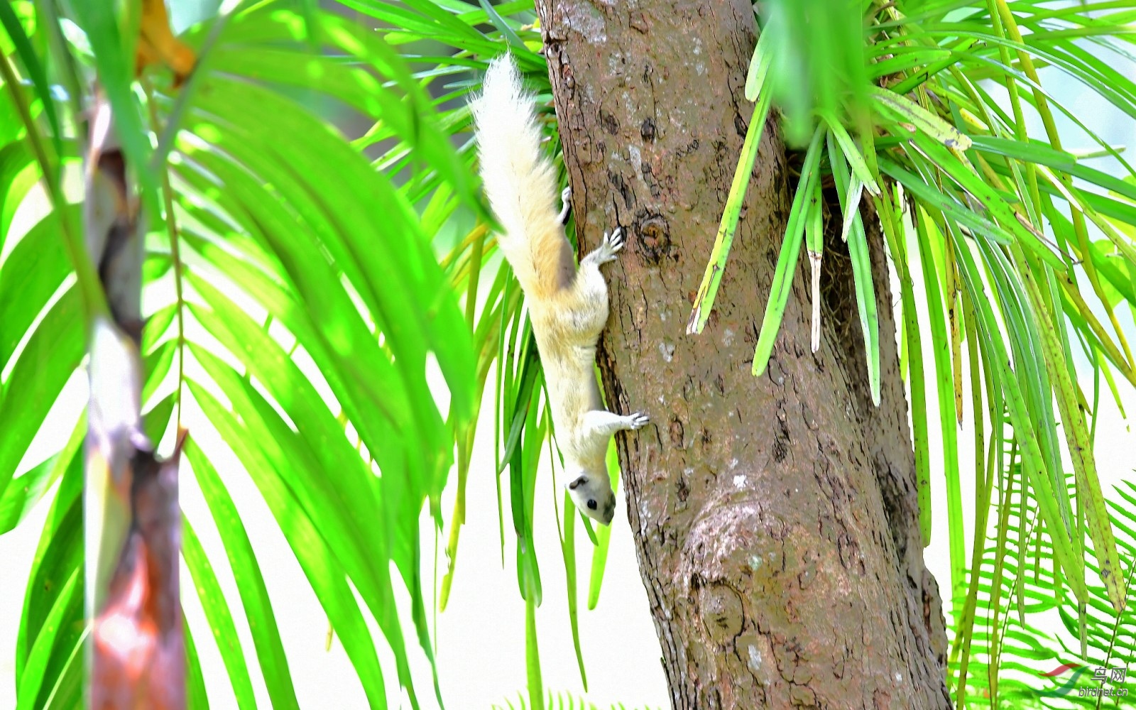 罕见的白背松鼠