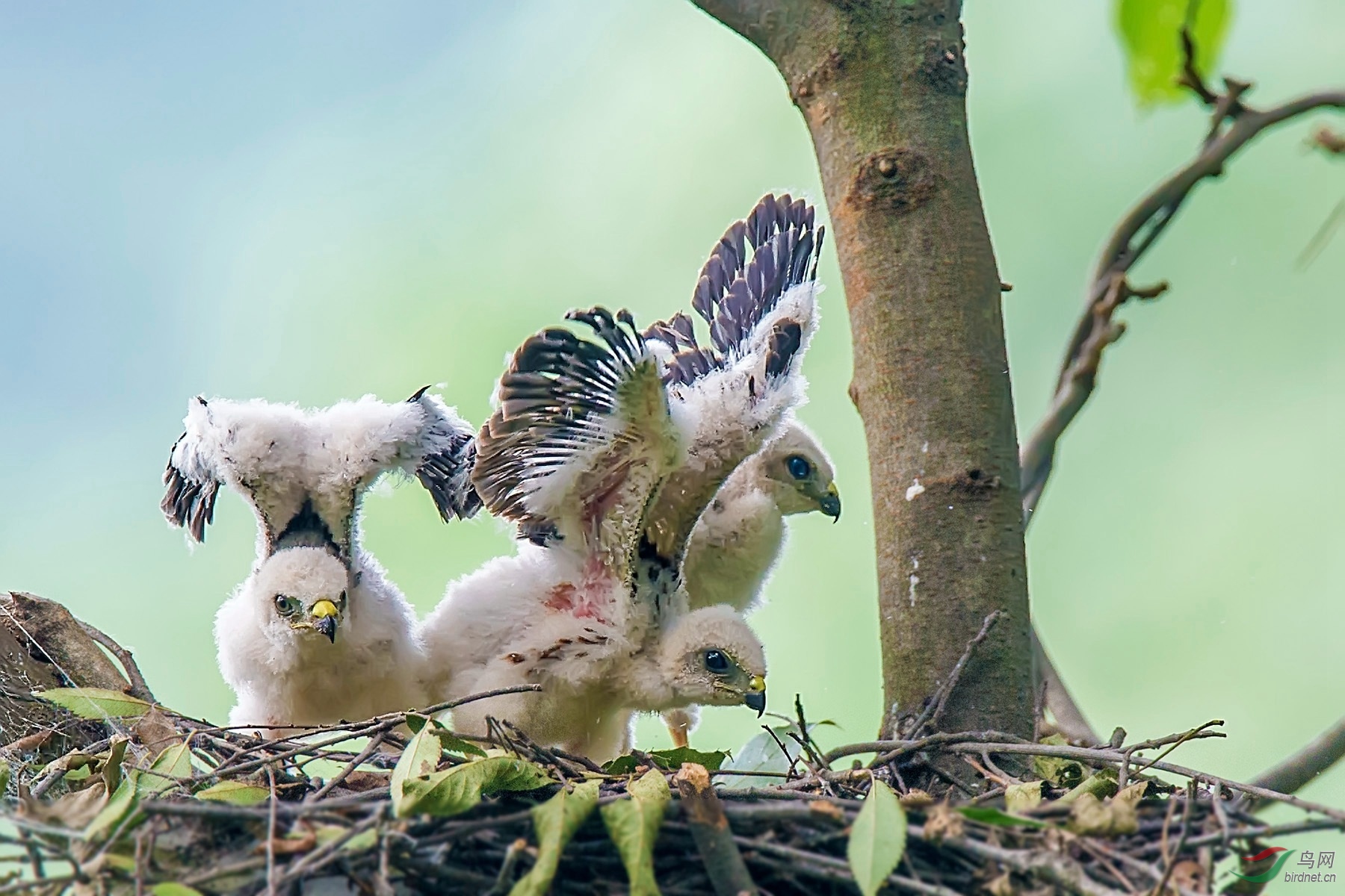 雏鹰展翅