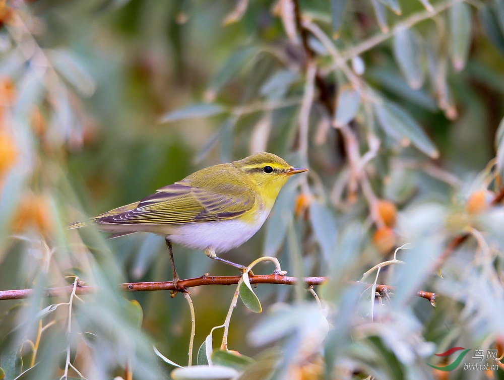 难得一见,一见倾心——罕见的林柳莺