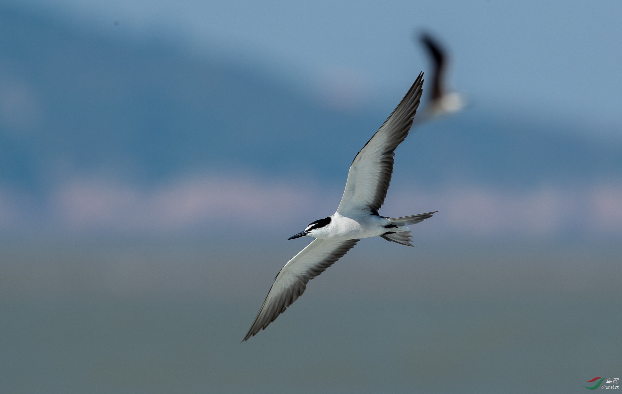 海水精灵褐翅燕鸥