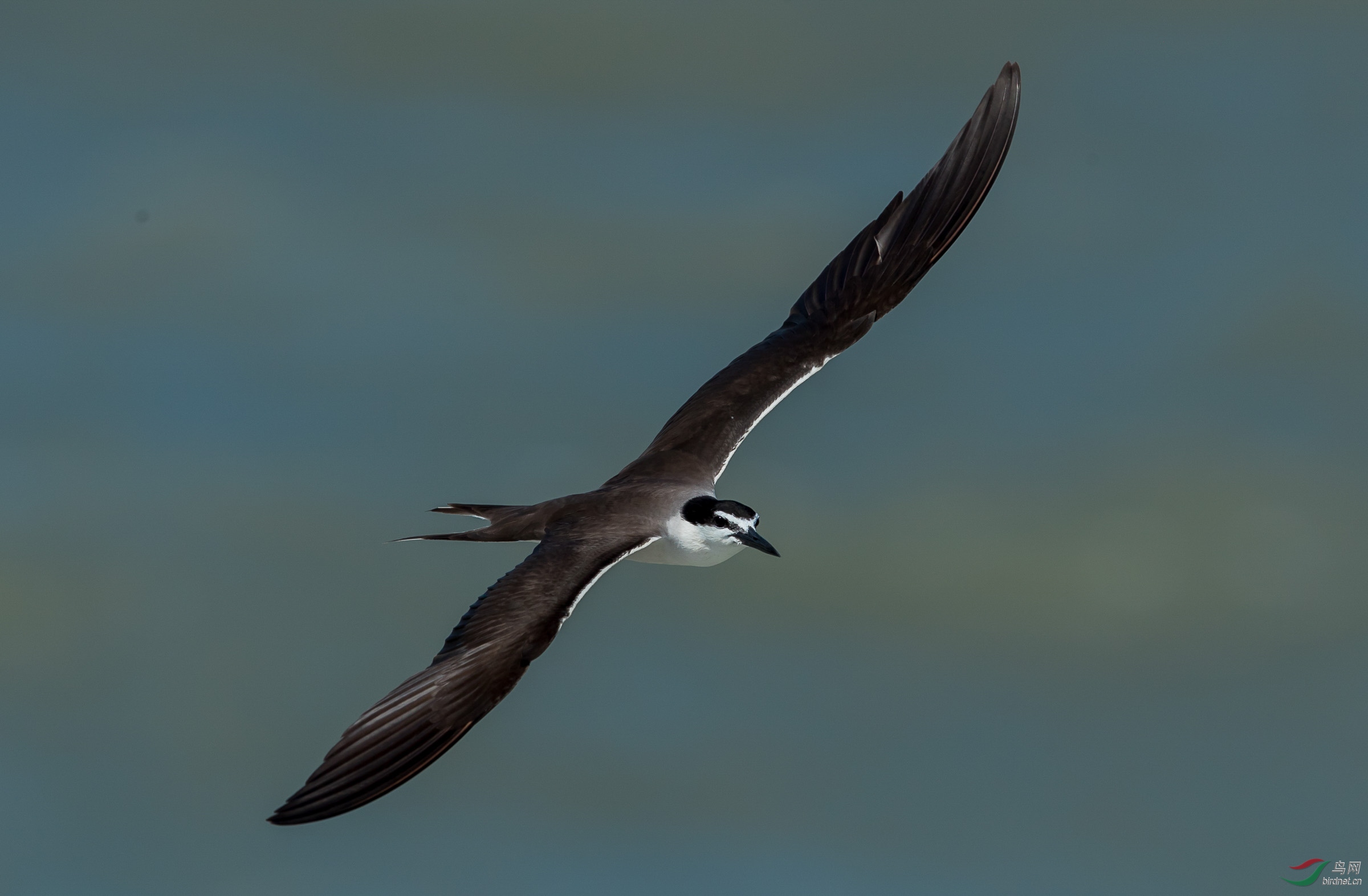 海水精灵褐翅燕鸥
