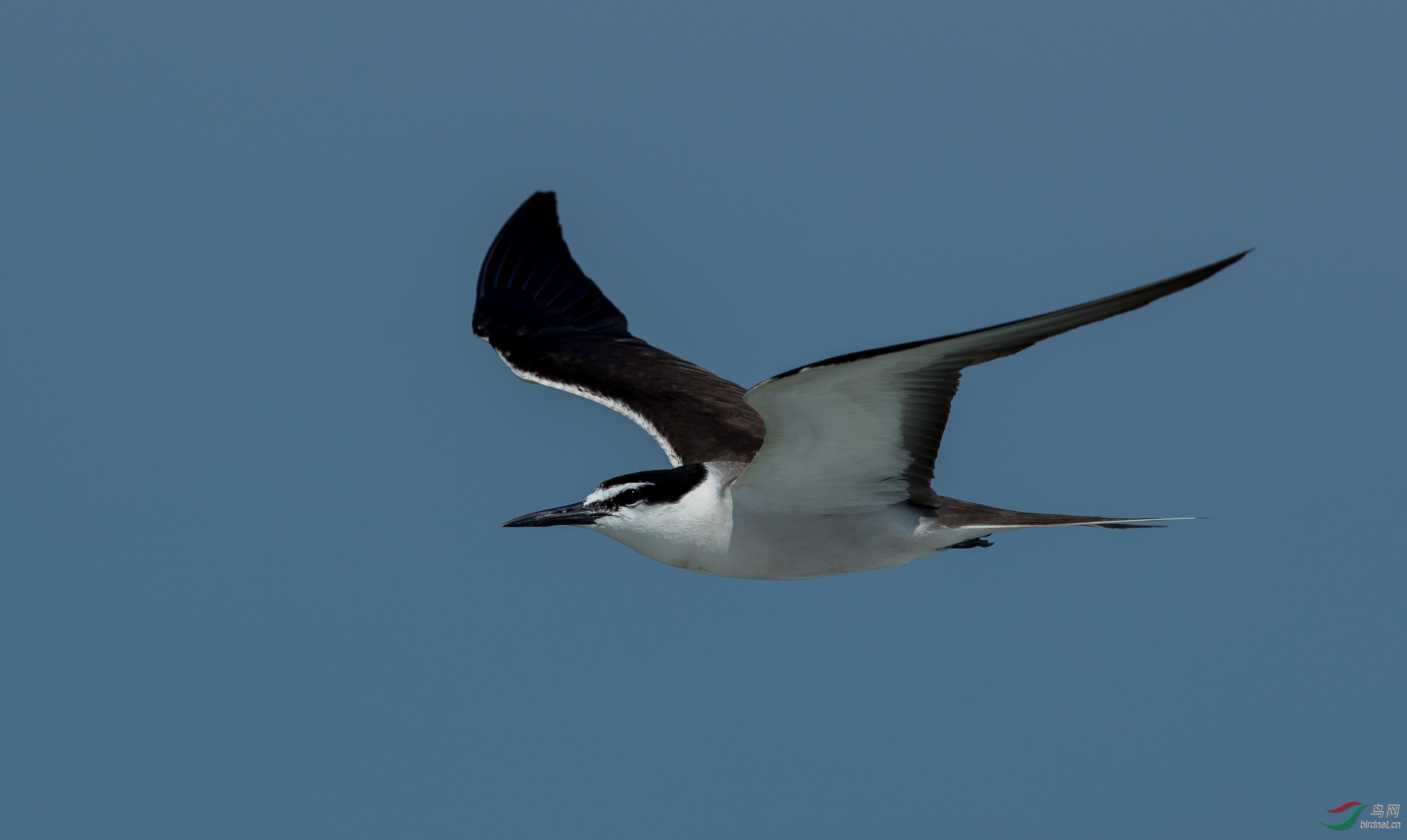 海水精灵褐翅燕鸥