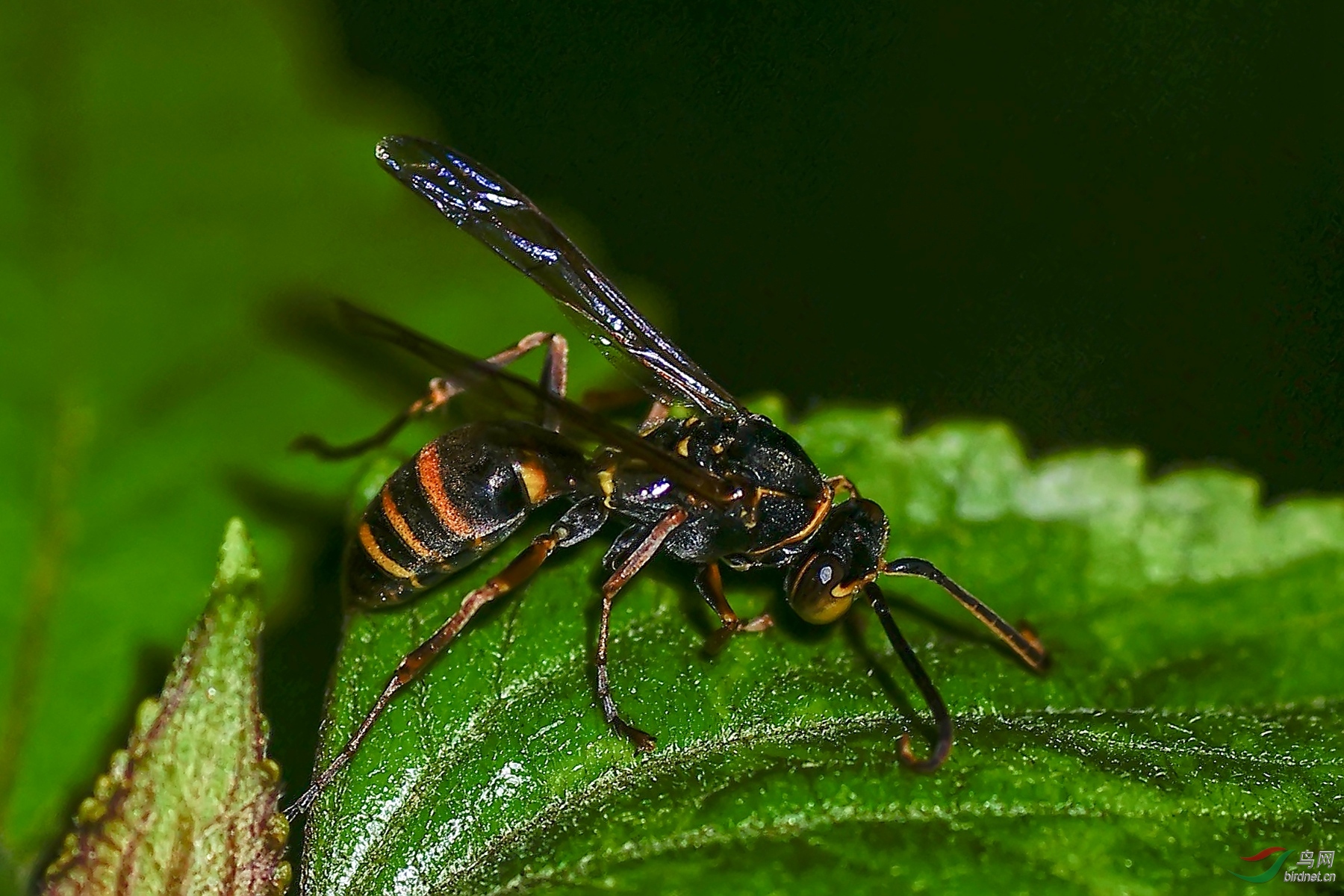 细黄胡蜂伊背鹿蛾