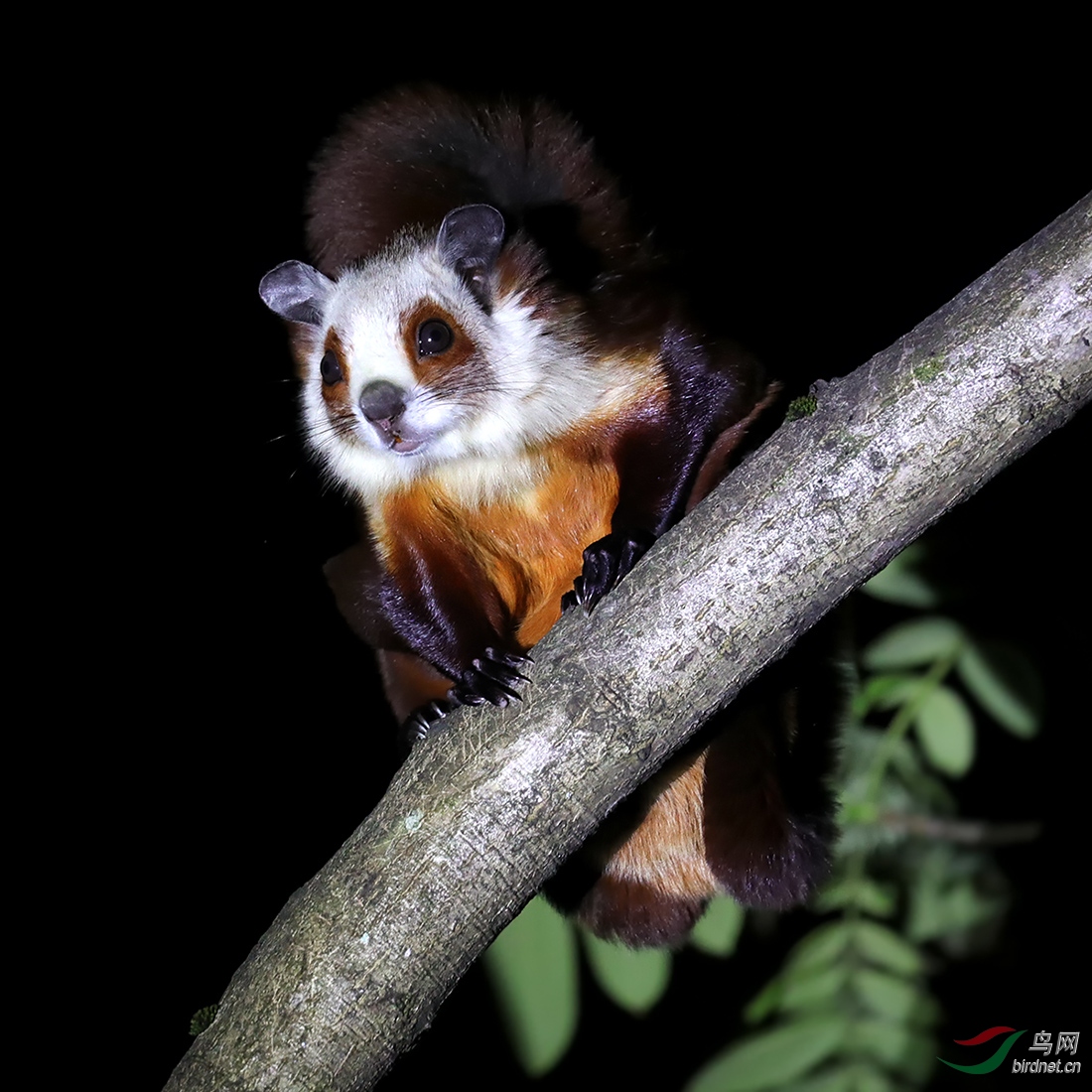 宽阔水夜拍飞猫