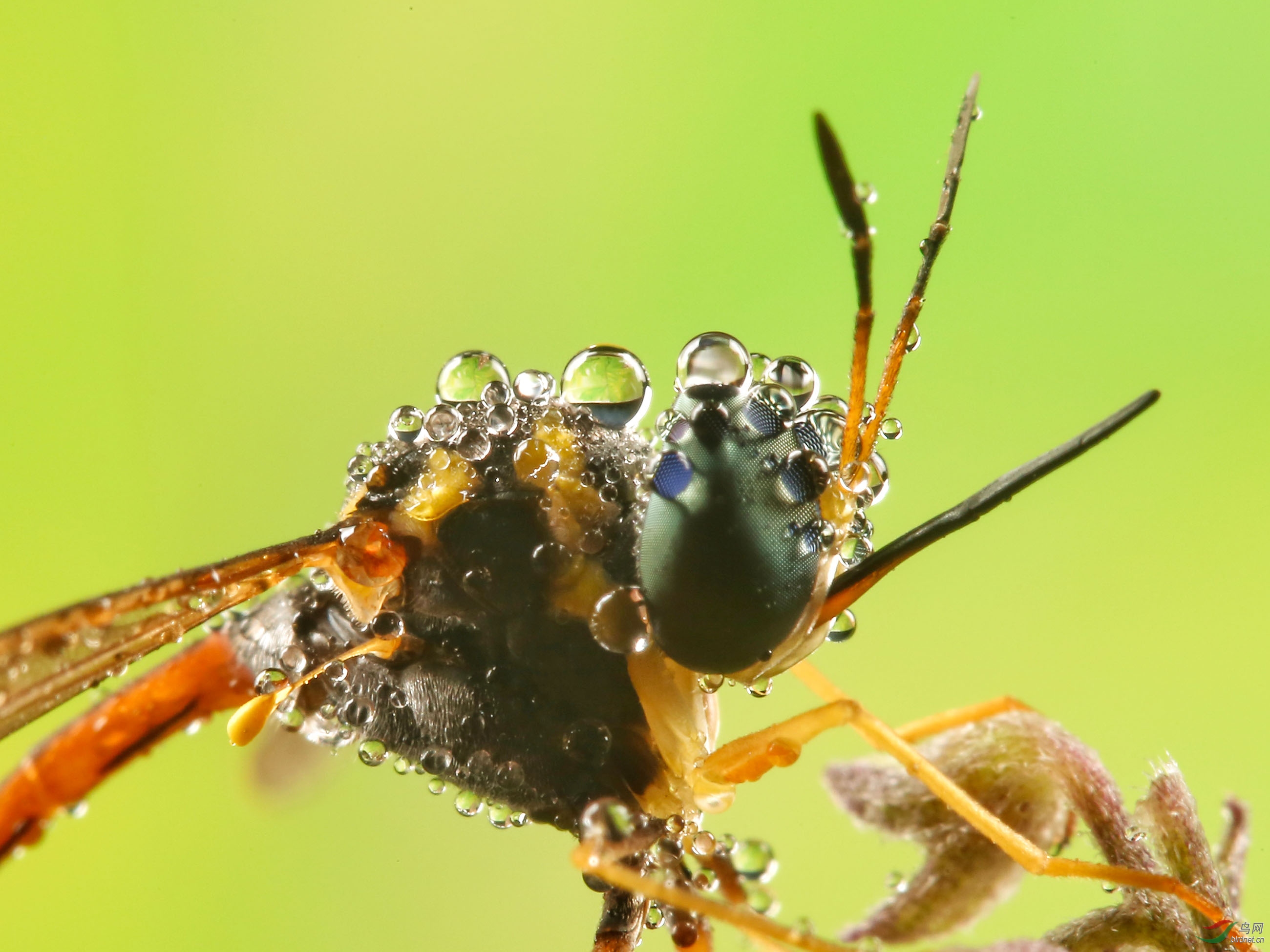 特写露水昆虫