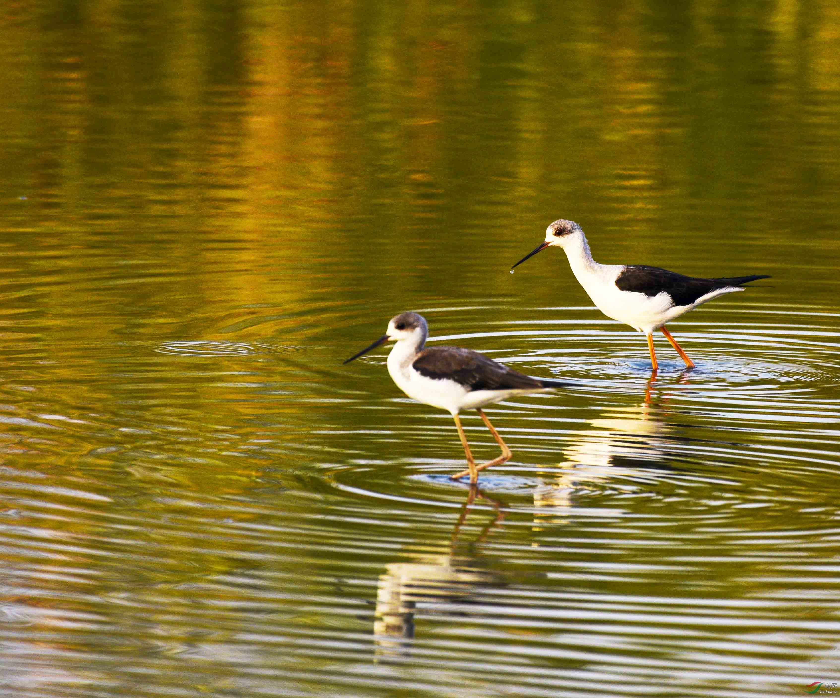 [水鸟] 黑翅长脚鹬