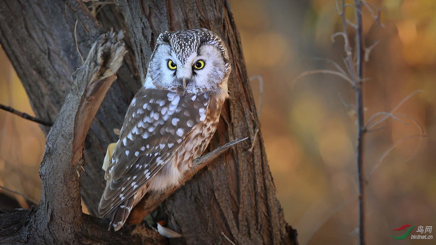 鬼鸮珍稀鸟种鬼鸮新疆亚种pallens祝贺获首页精华
