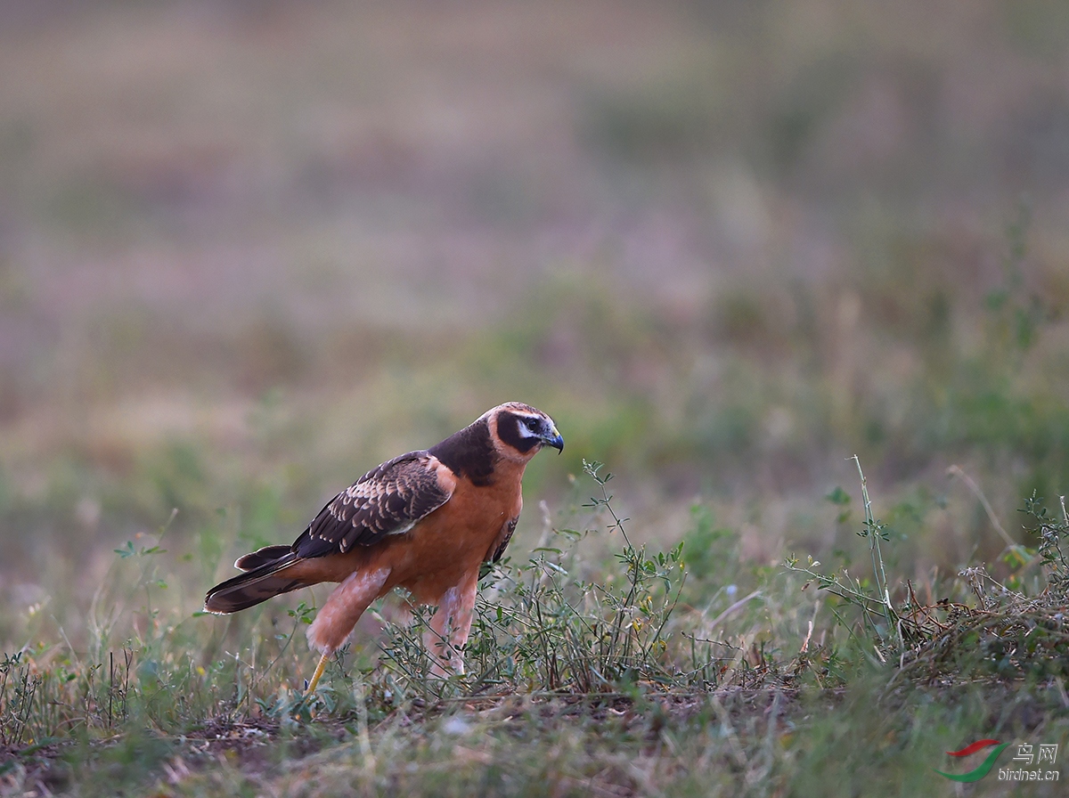 (草原鹞)草原骄子——草原鹞