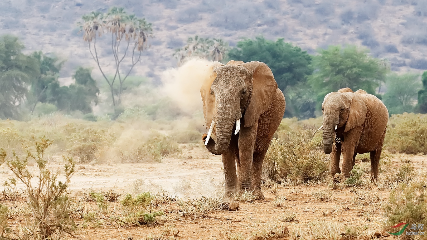 土浴非洲象祝贺荣获首页野生动物精华