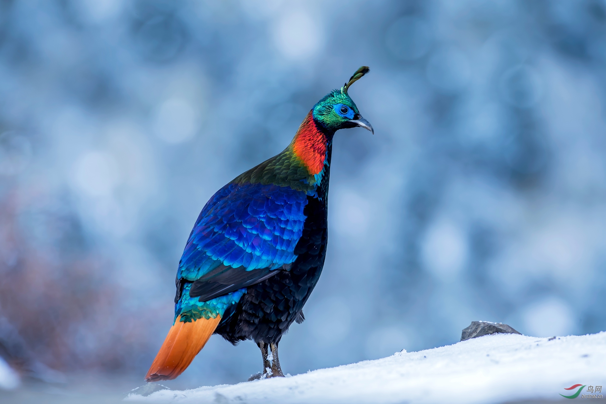 谢谢"伊犁北山羊"版主