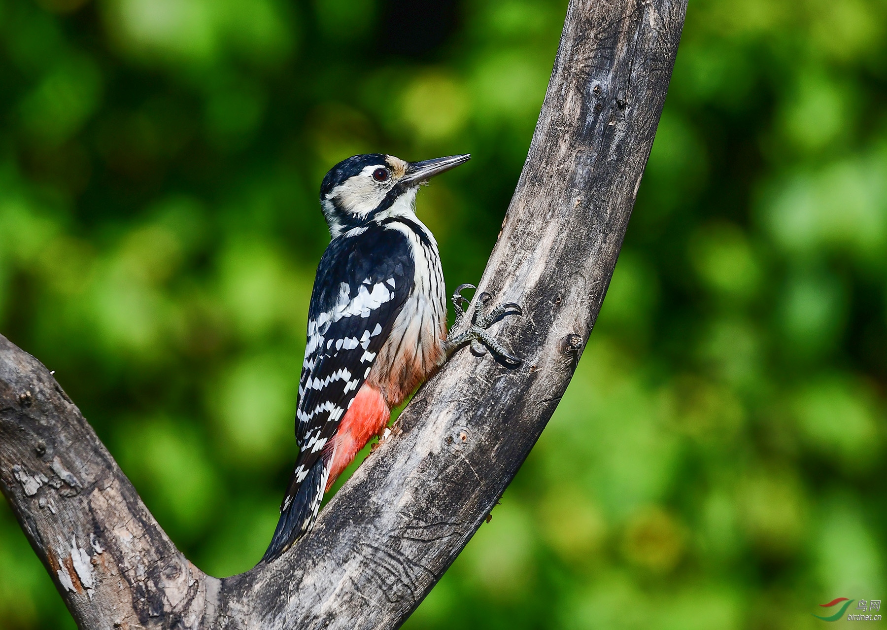 白背啄木鸟的夫妻店