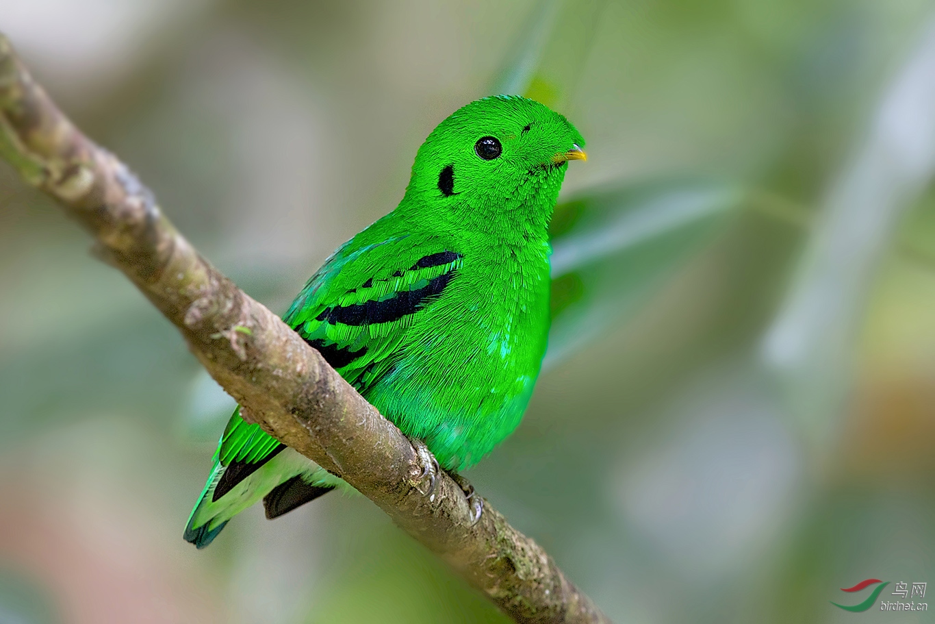 (绿阔嘴鸟)长胡子的小绿阔嘴鸟-北京的鸟友们好(祝贺图1荣获首页精华)