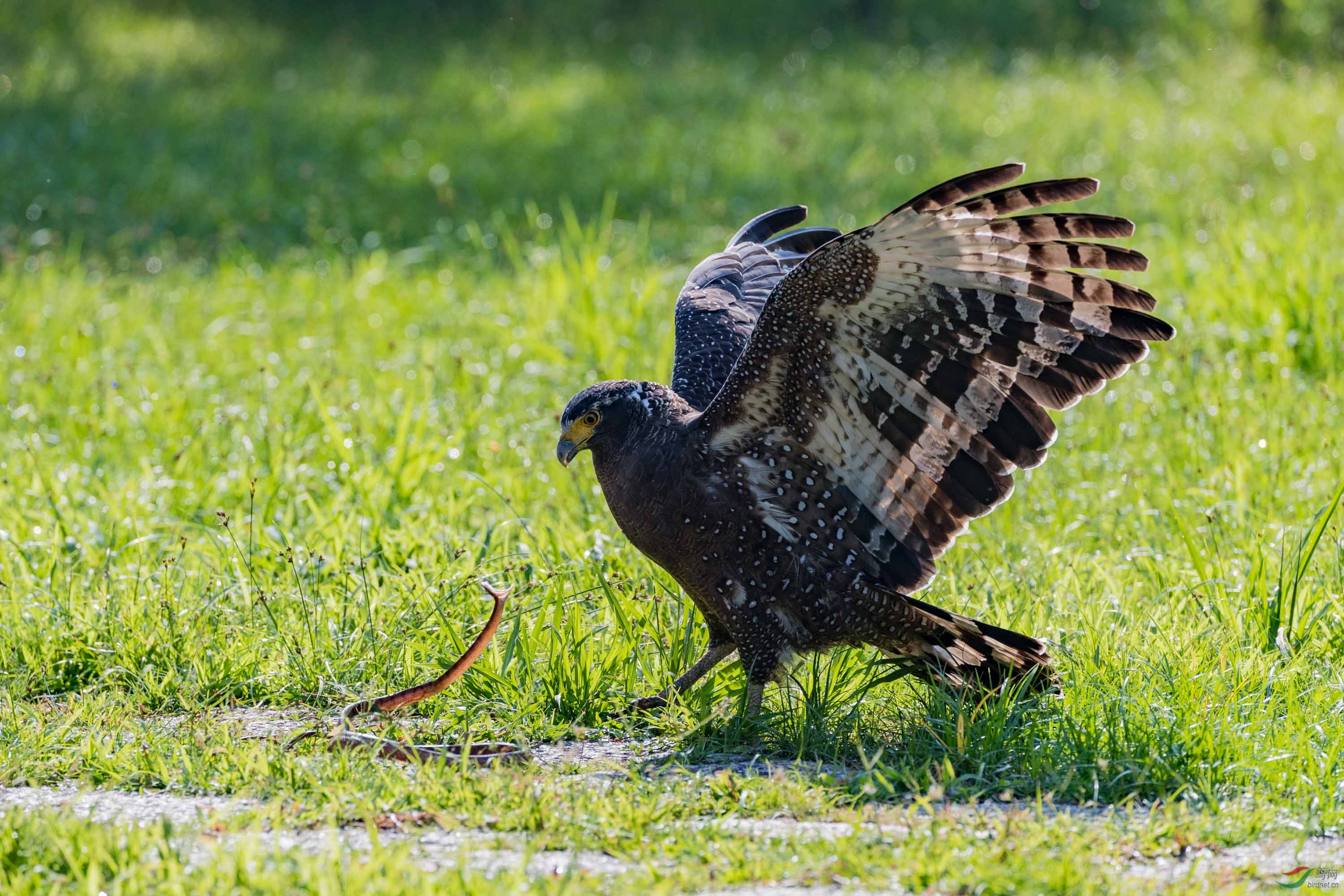 蛇雕雕与蛇的对峙祝贺获首页精华