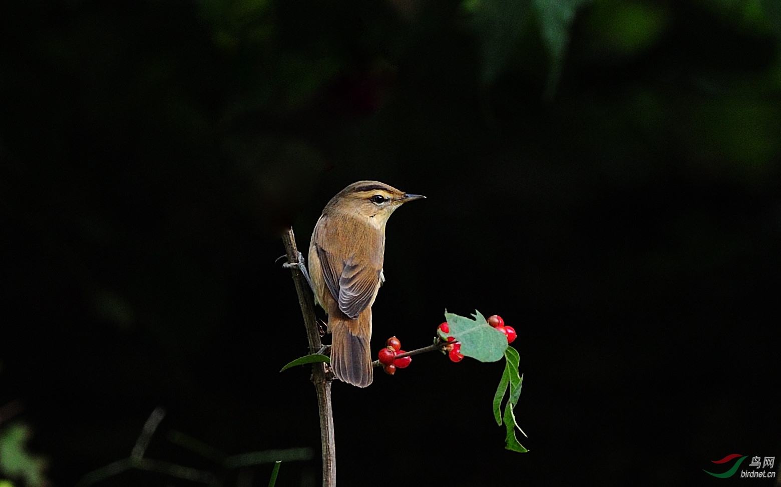 林鸟黑眉农展馆
