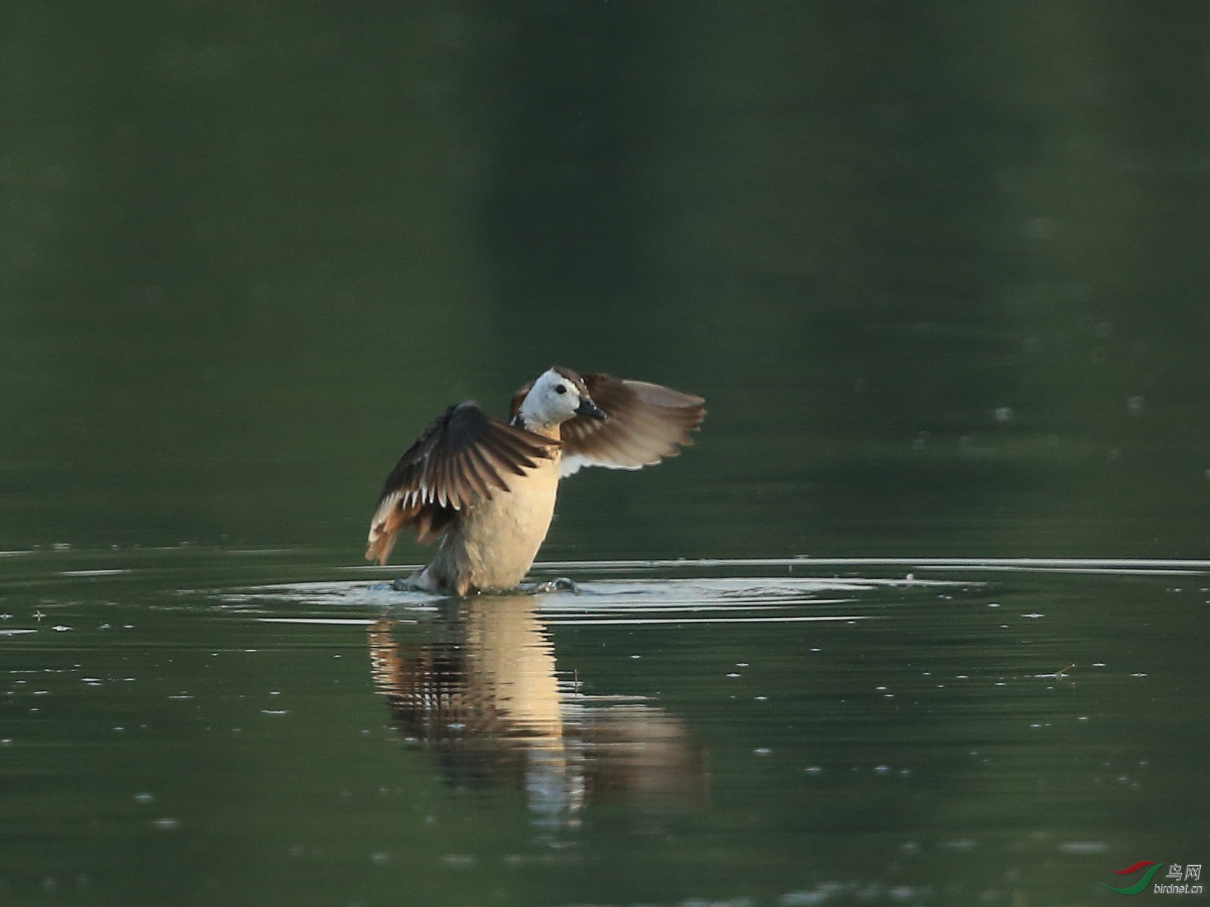 棉凫鸭秀—圆明园