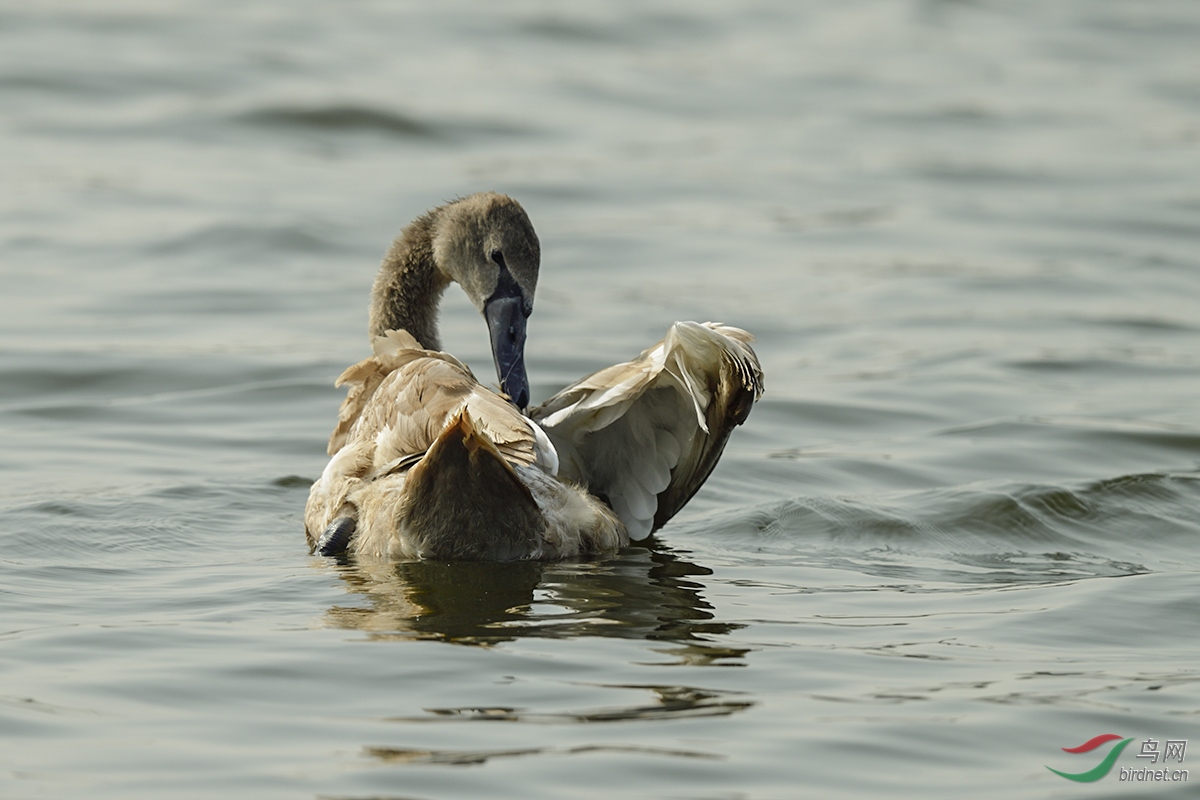 天生就有爱美的本性黑天鹅雏鸟