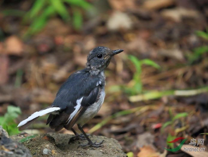 【幼鳥都很醜】