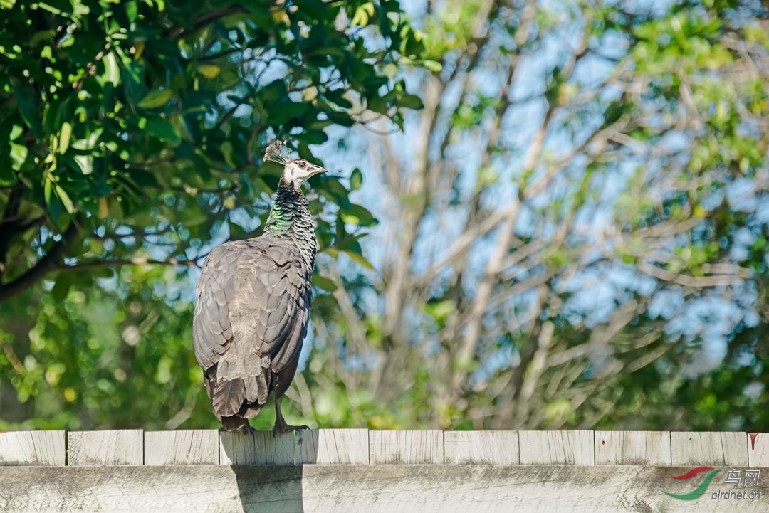 偷窥--新西兰野外孔雀