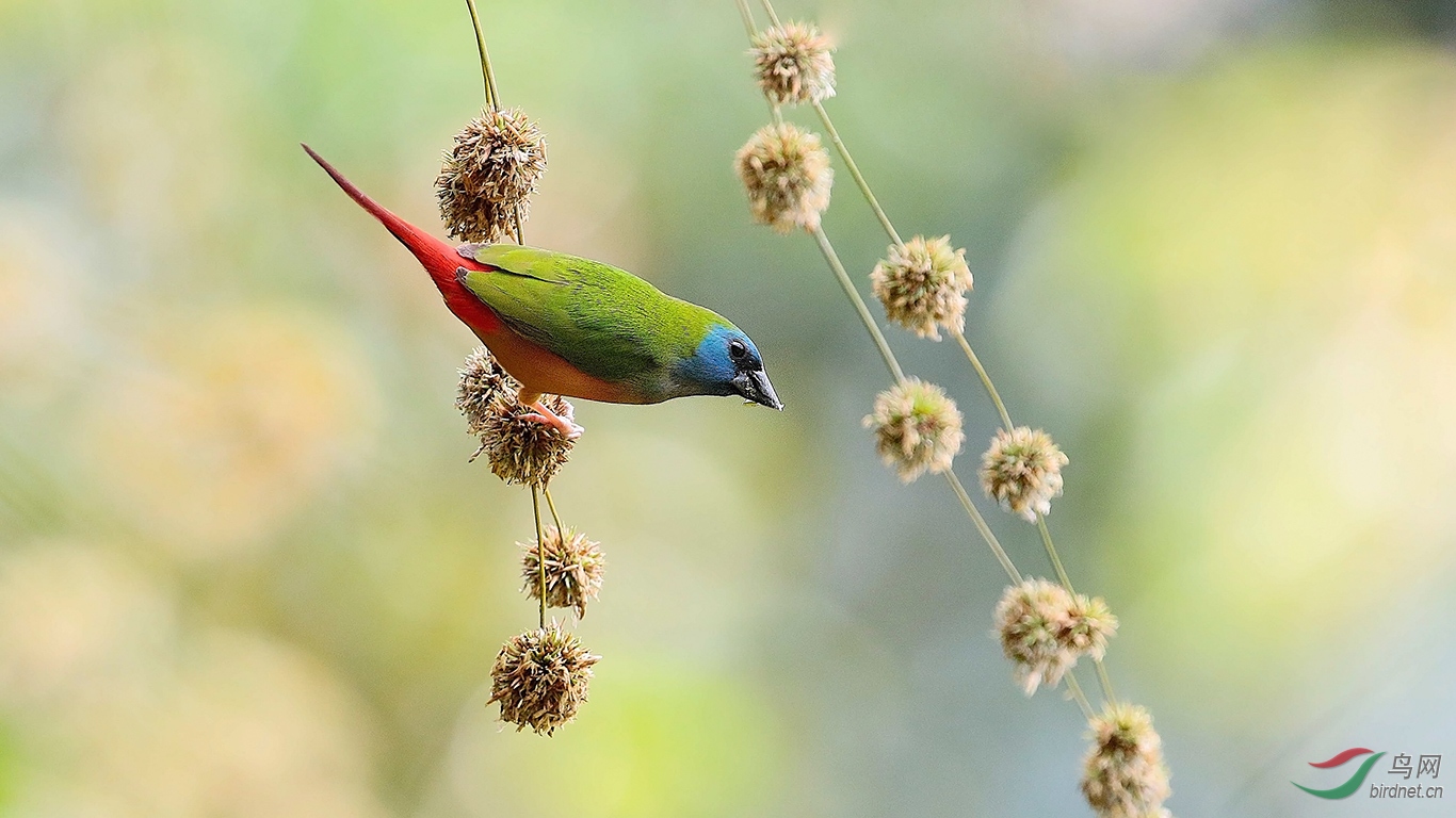 林鸟长尾鹦雀长尾鹦雀贺荣获每日精华
