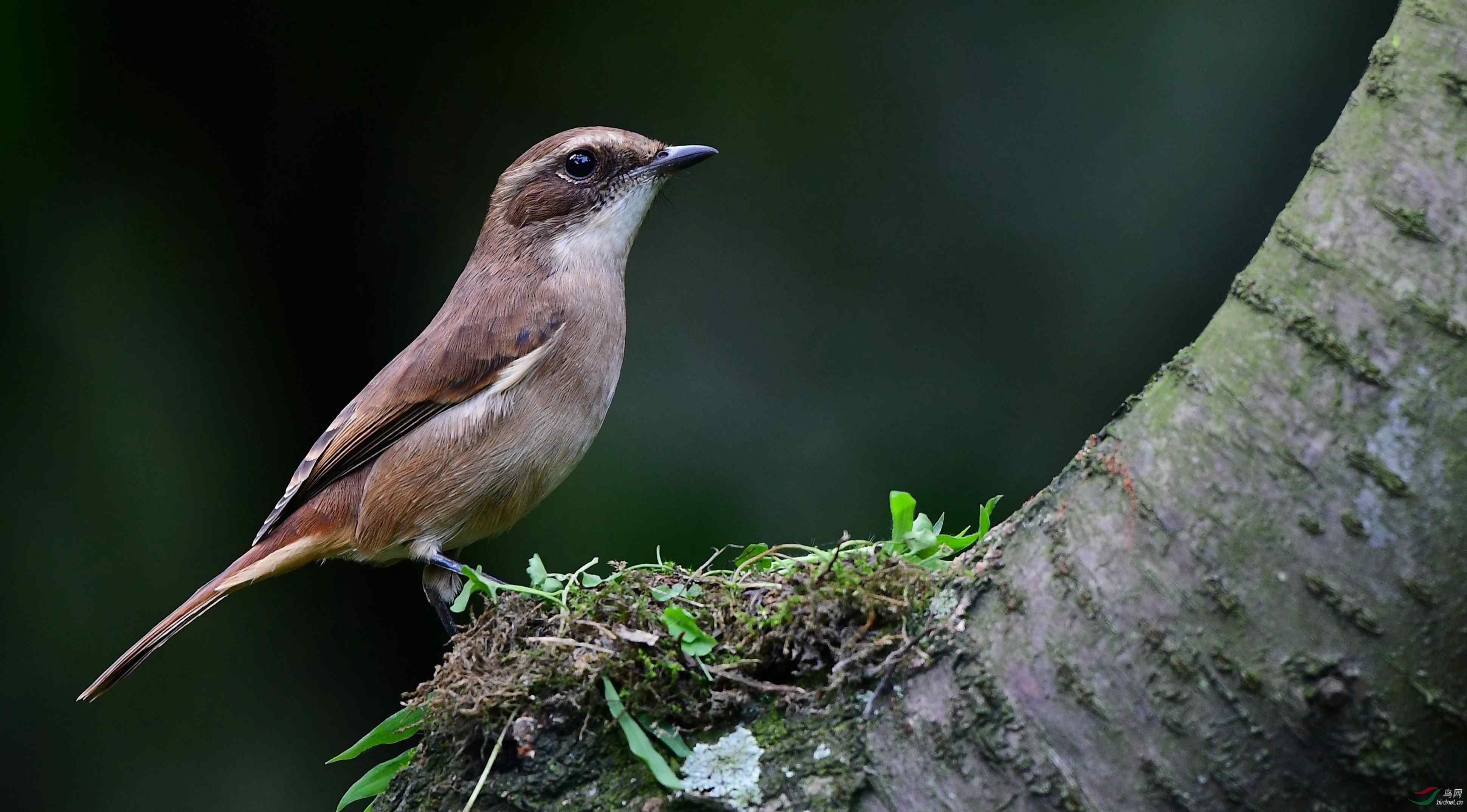 过客灰林鵖【雌】