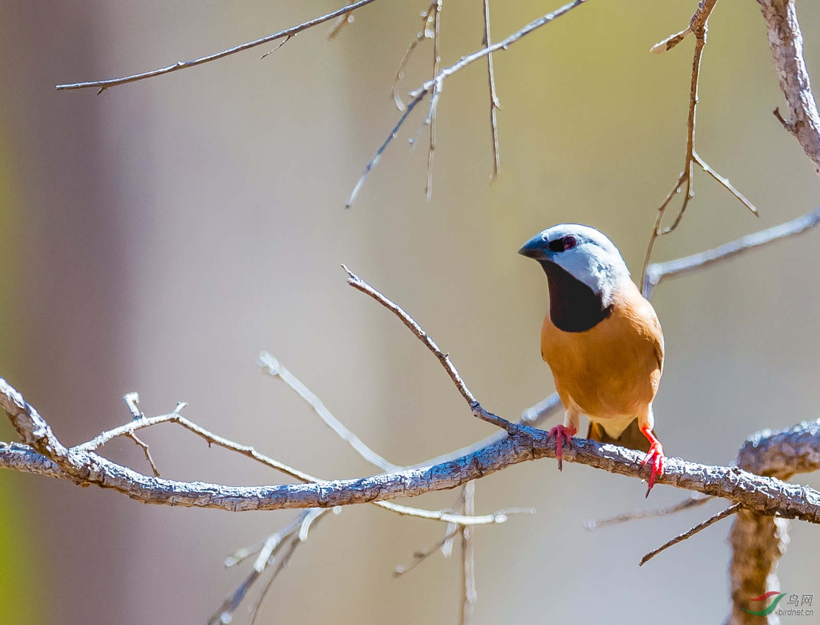 澳大利亚黑喉草雀珍贵观赏鸟