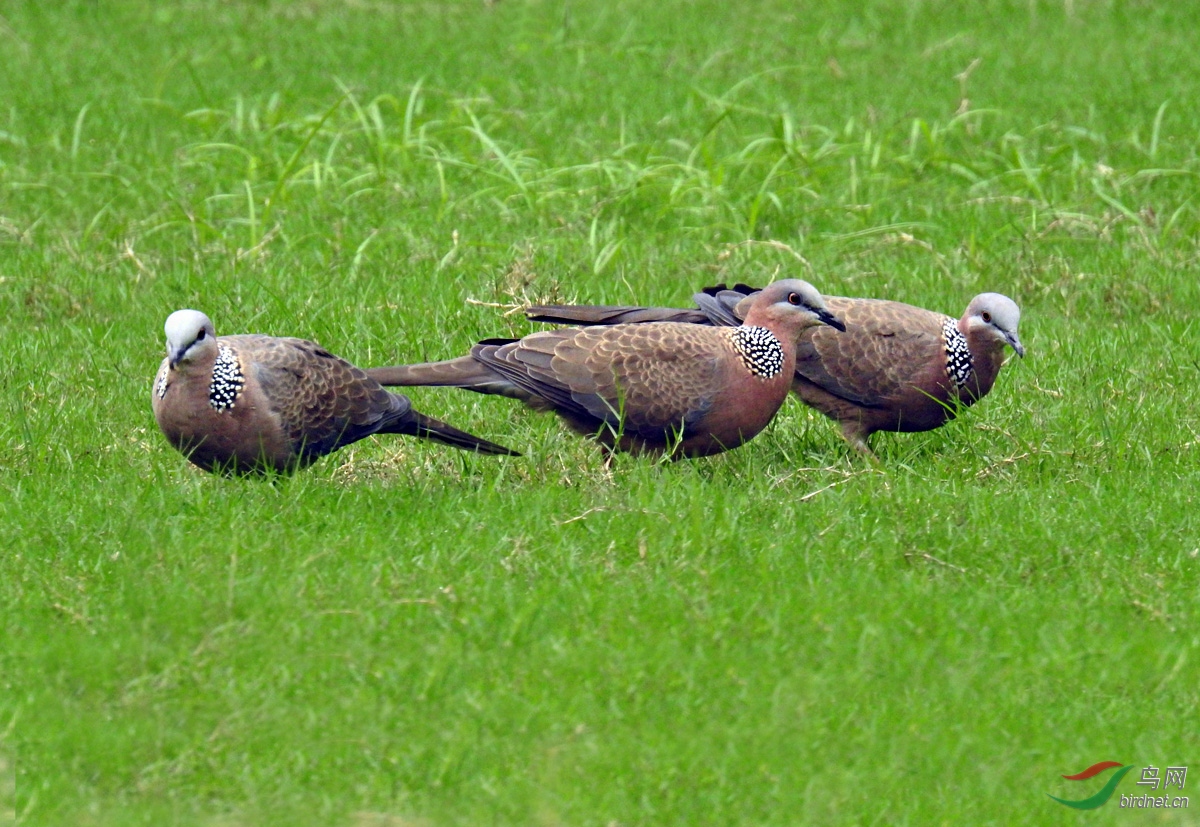 DSCN7196 ����.jpg