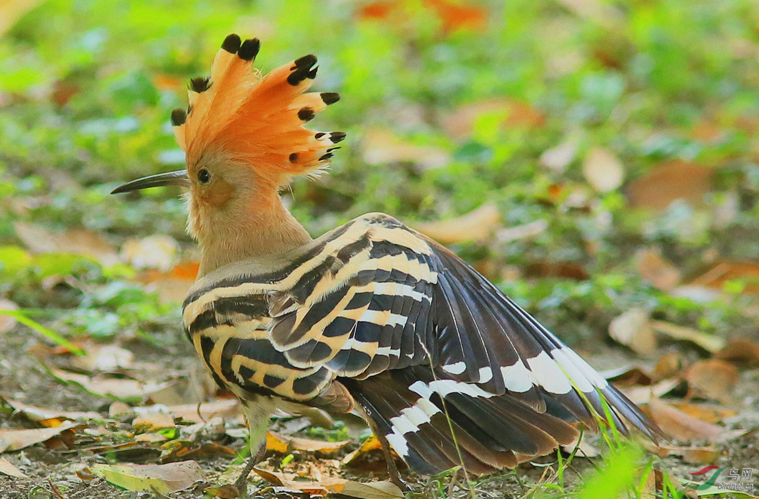 鸟儿也为悦己者容