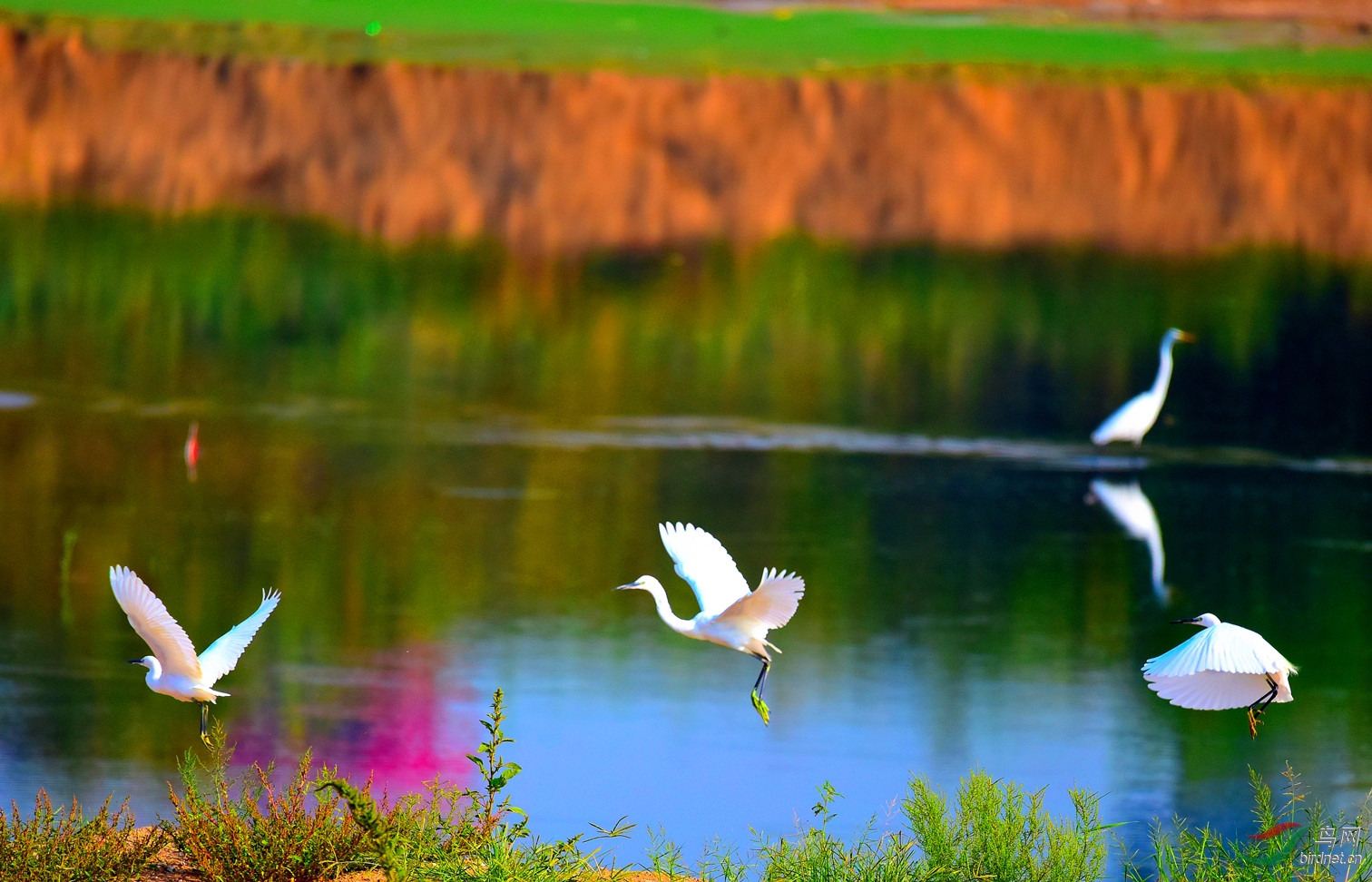 西塞山前白鹭飞