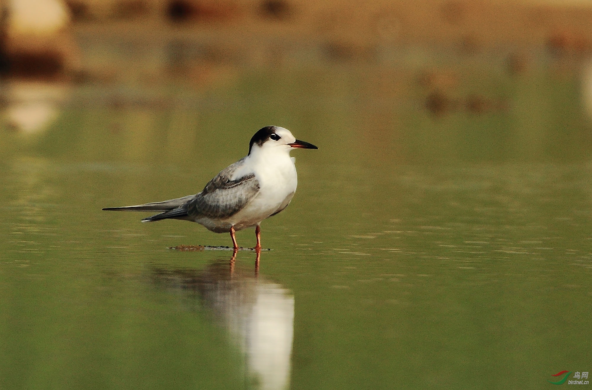 2017滹沱河畔的野生鸟(滹沱河鸟125)——普通燕鸥