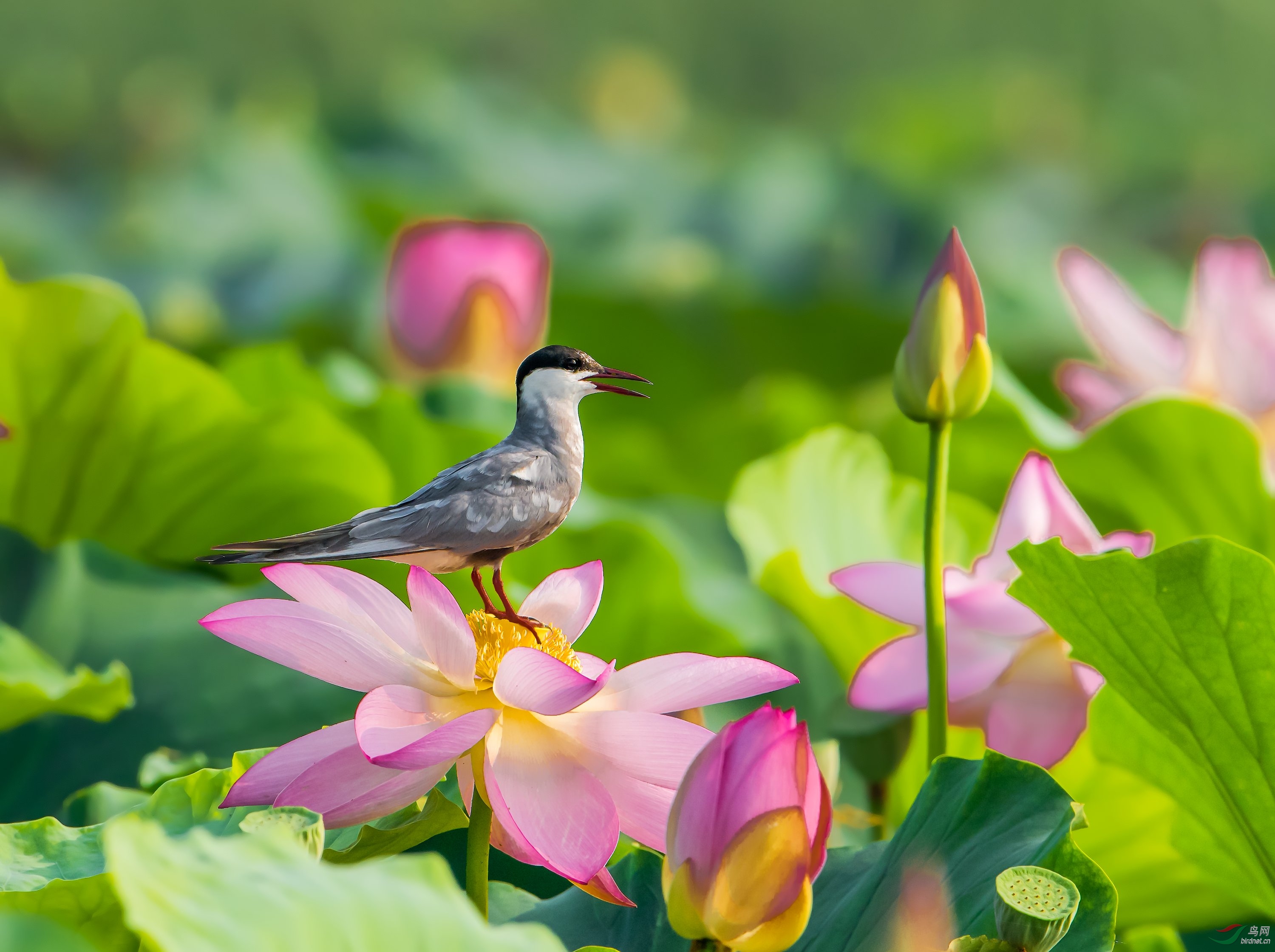 荷花鸟