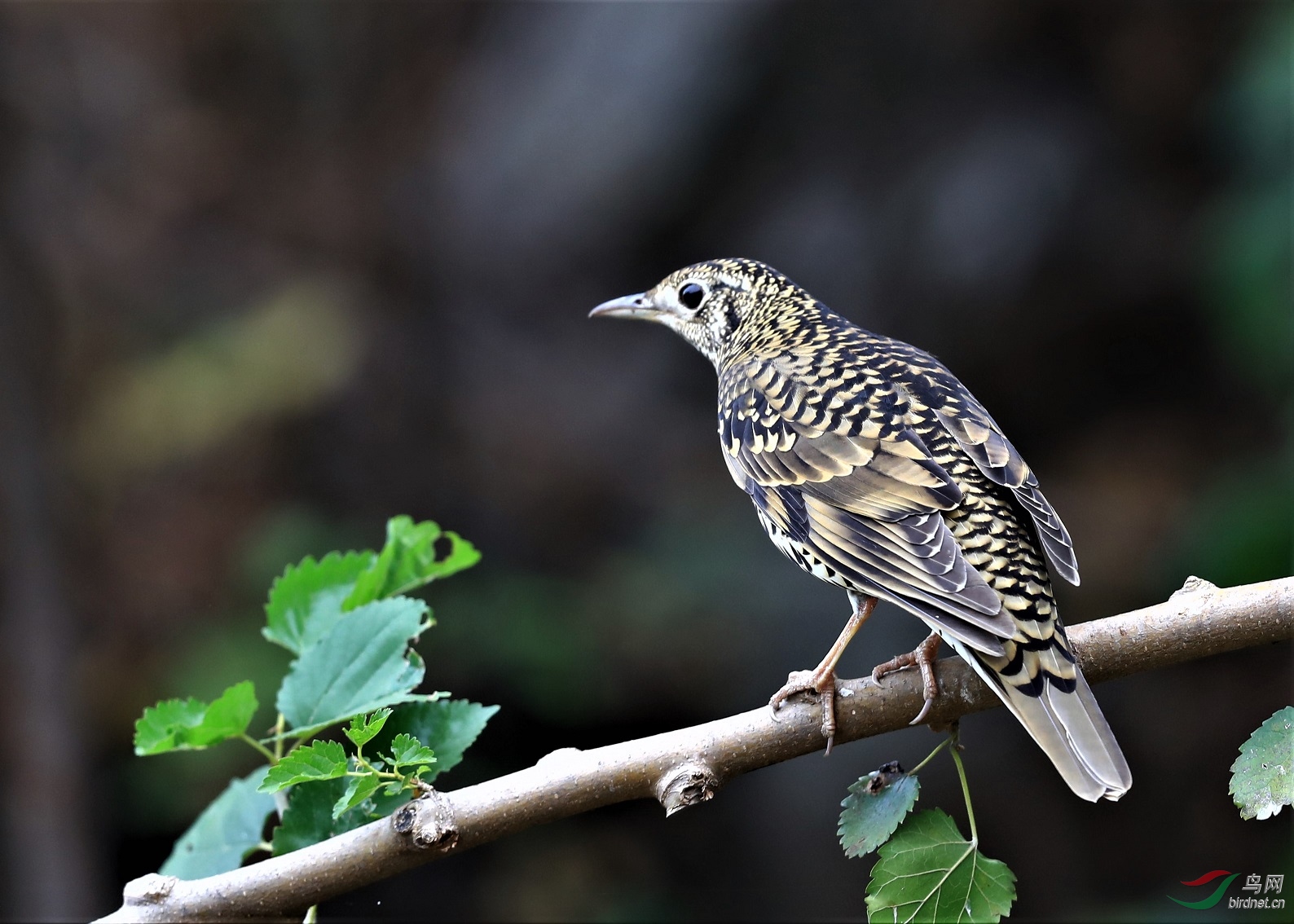 首拍怀氏虎鸫 - 山东版 shandong鸟网