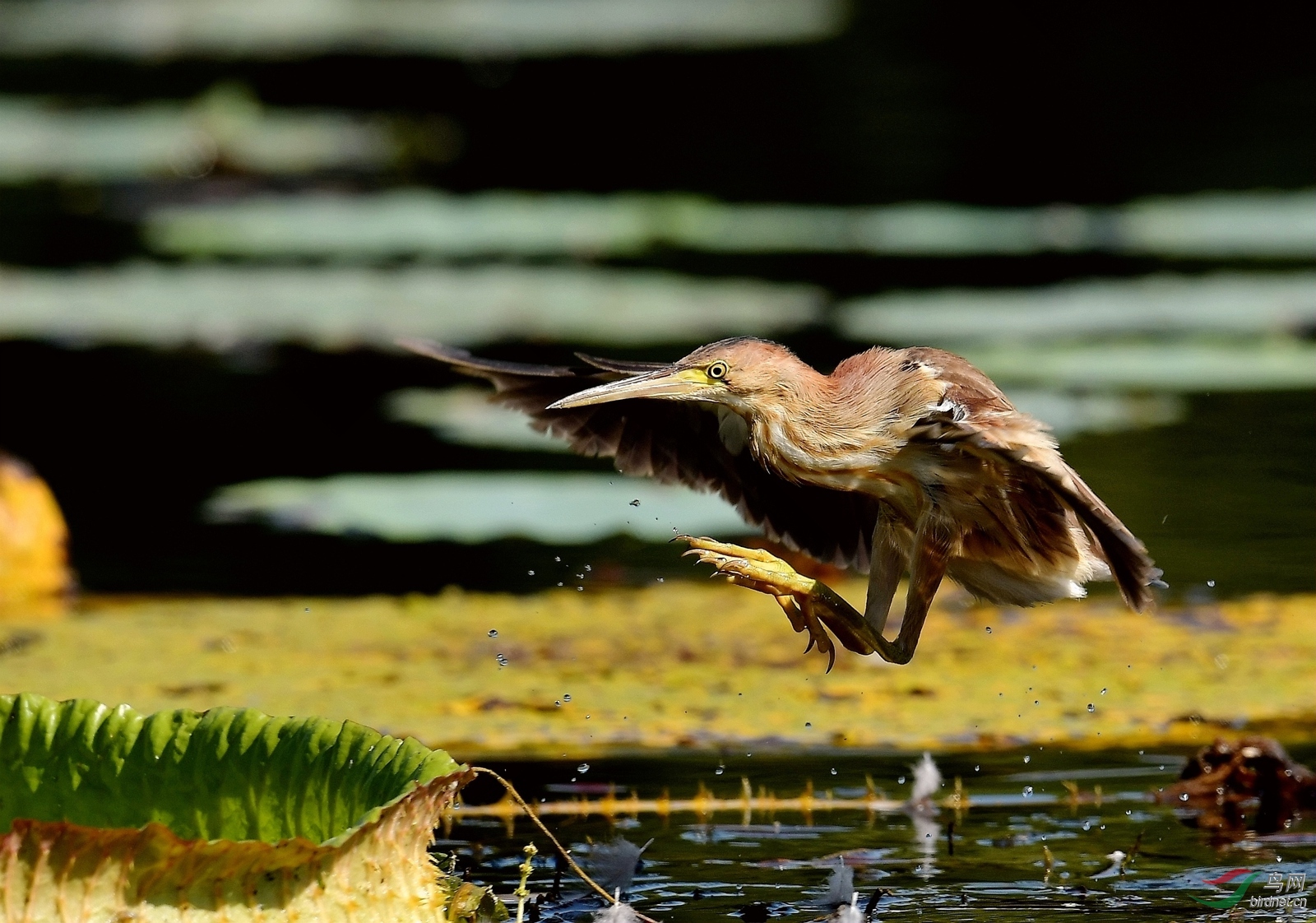 玉渊谭拍的黄尾鹣