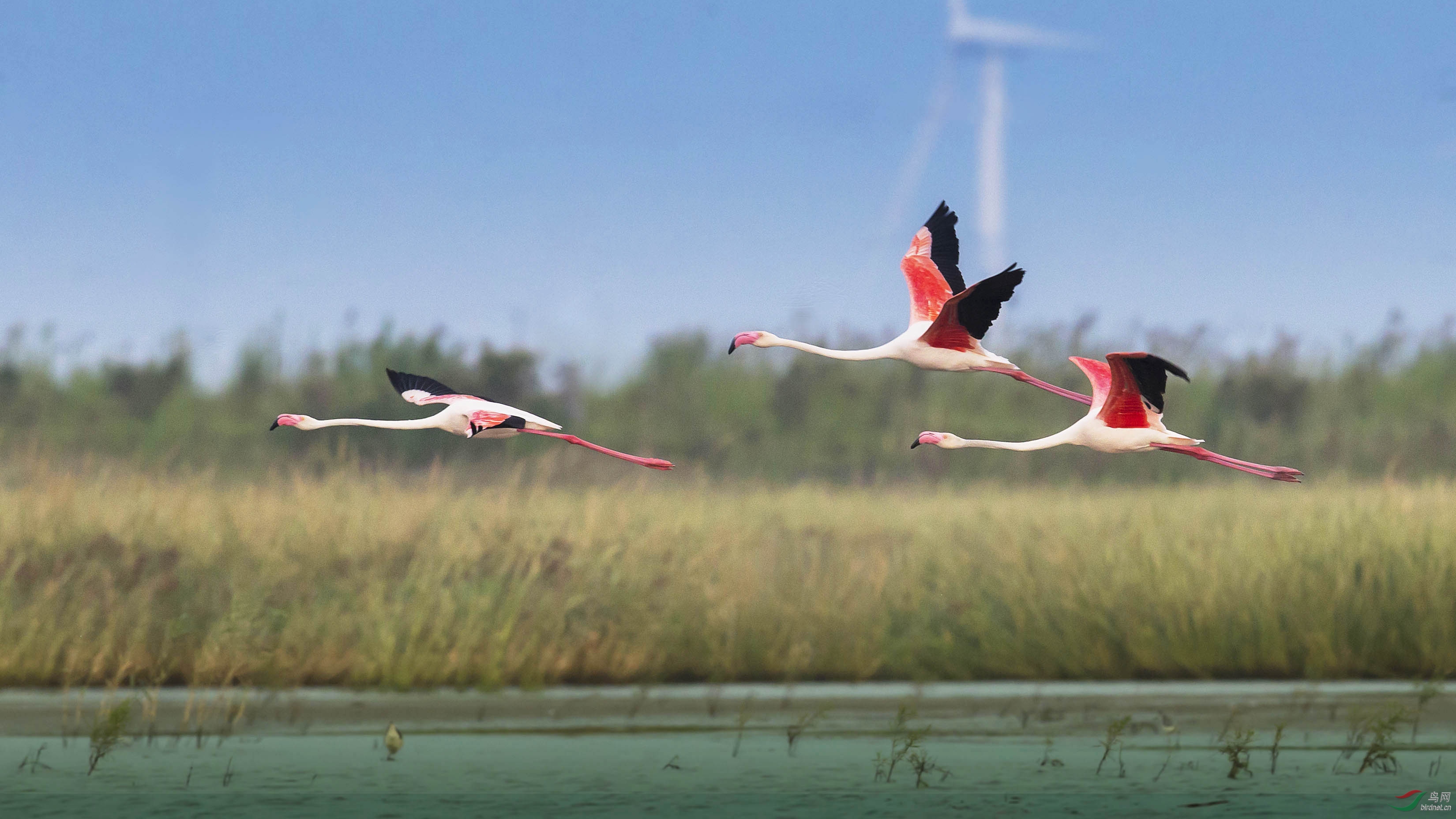 飞翔中的火烈鸟