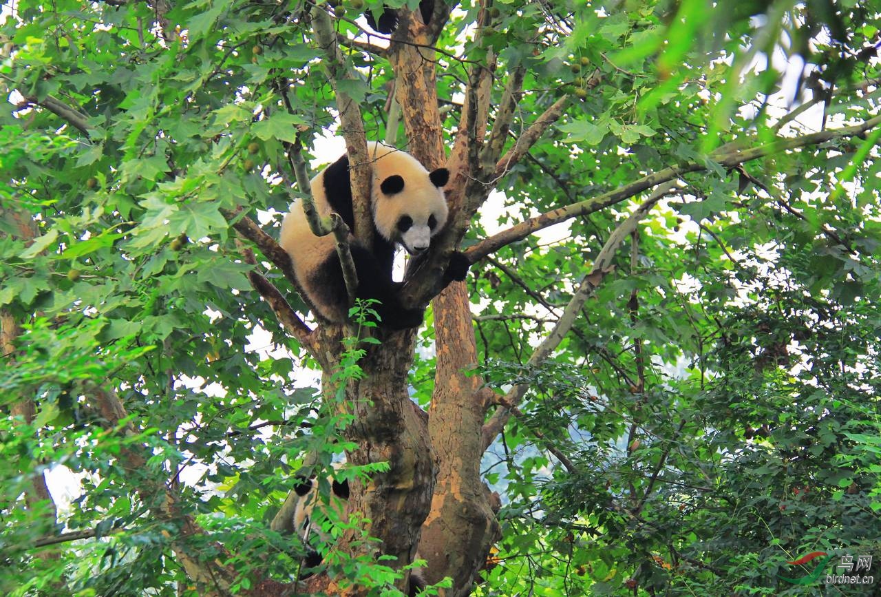 树上的大熊猫