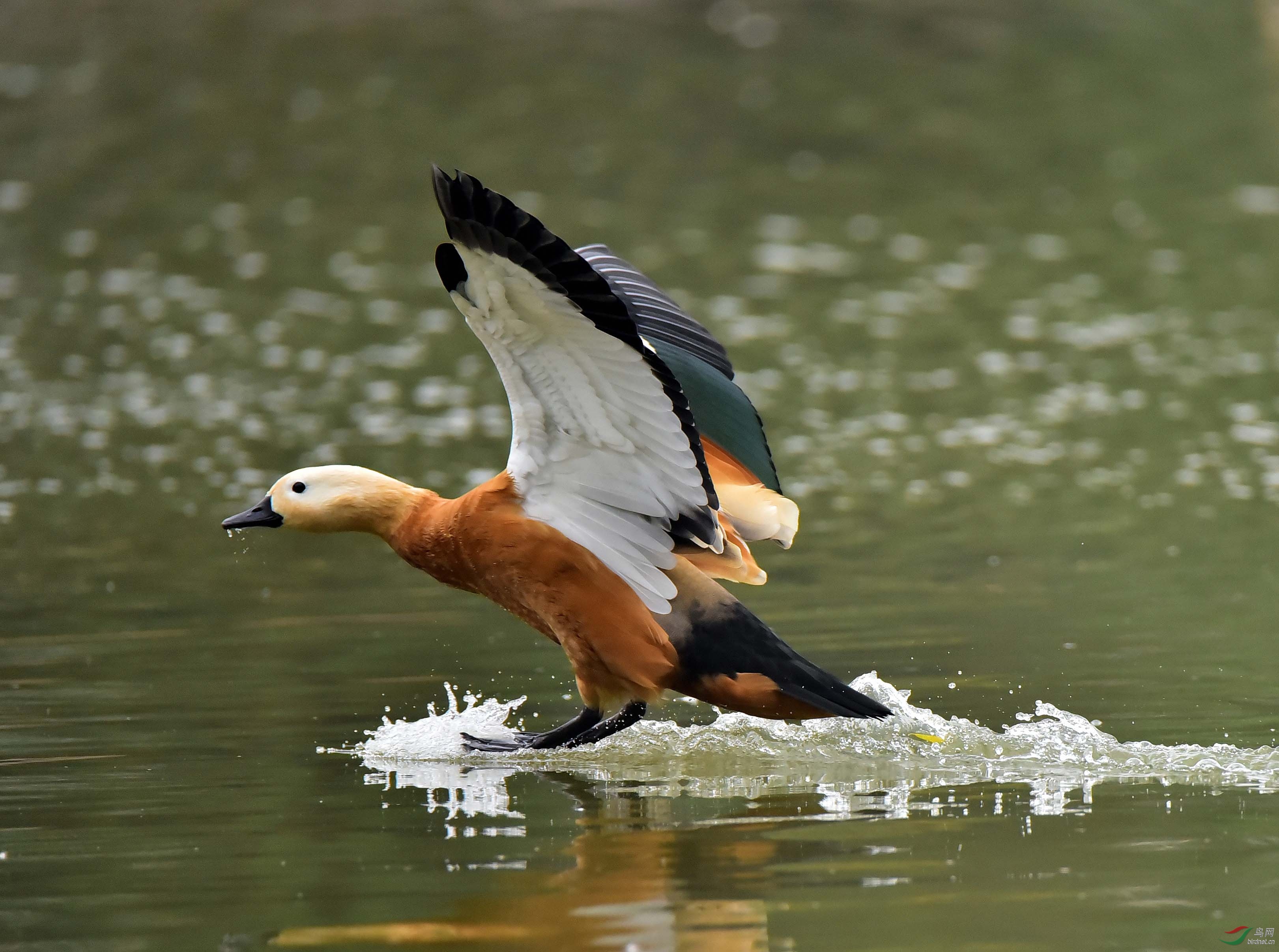 玩滑水的赤麻鸭