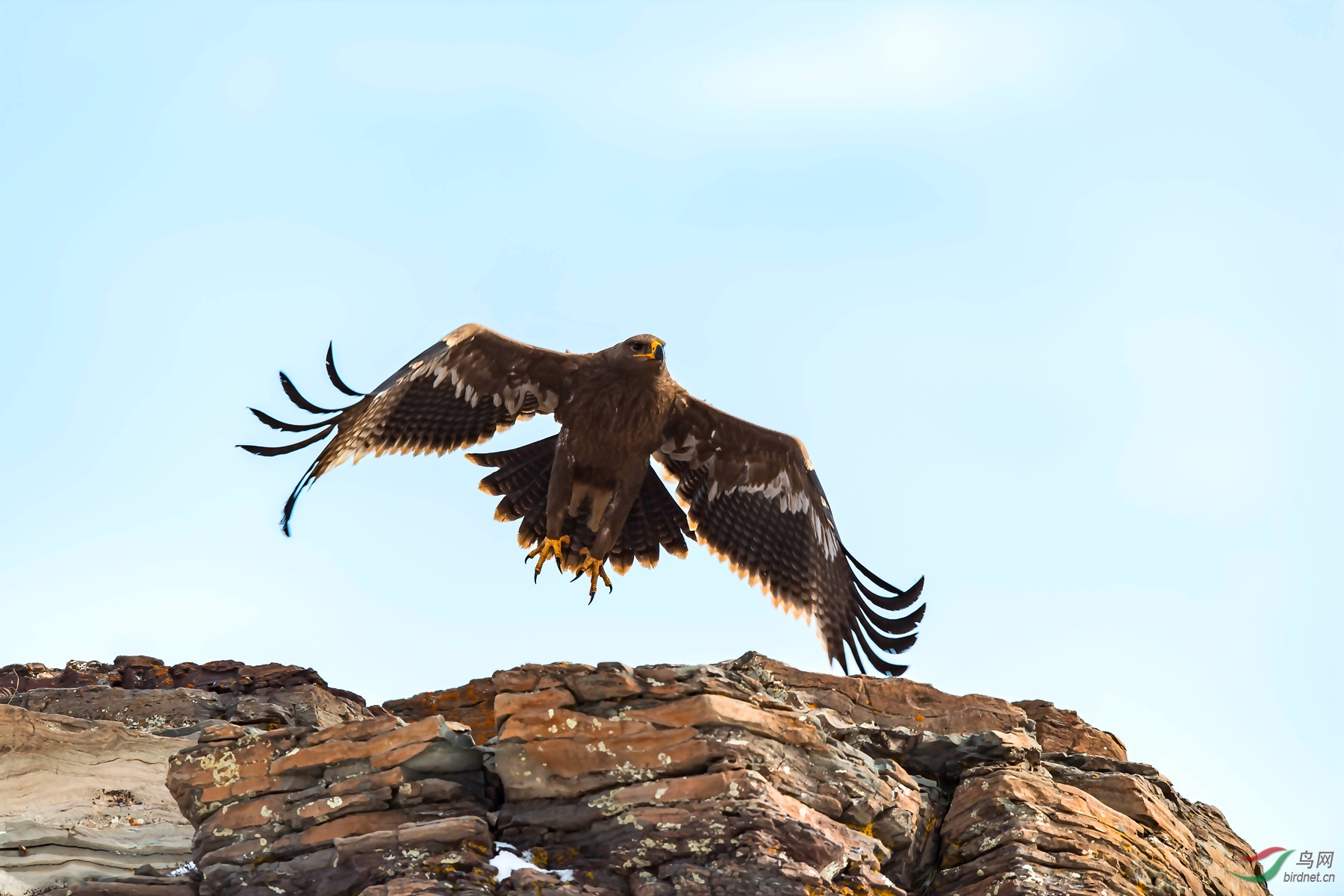岩石上起飞草原雕