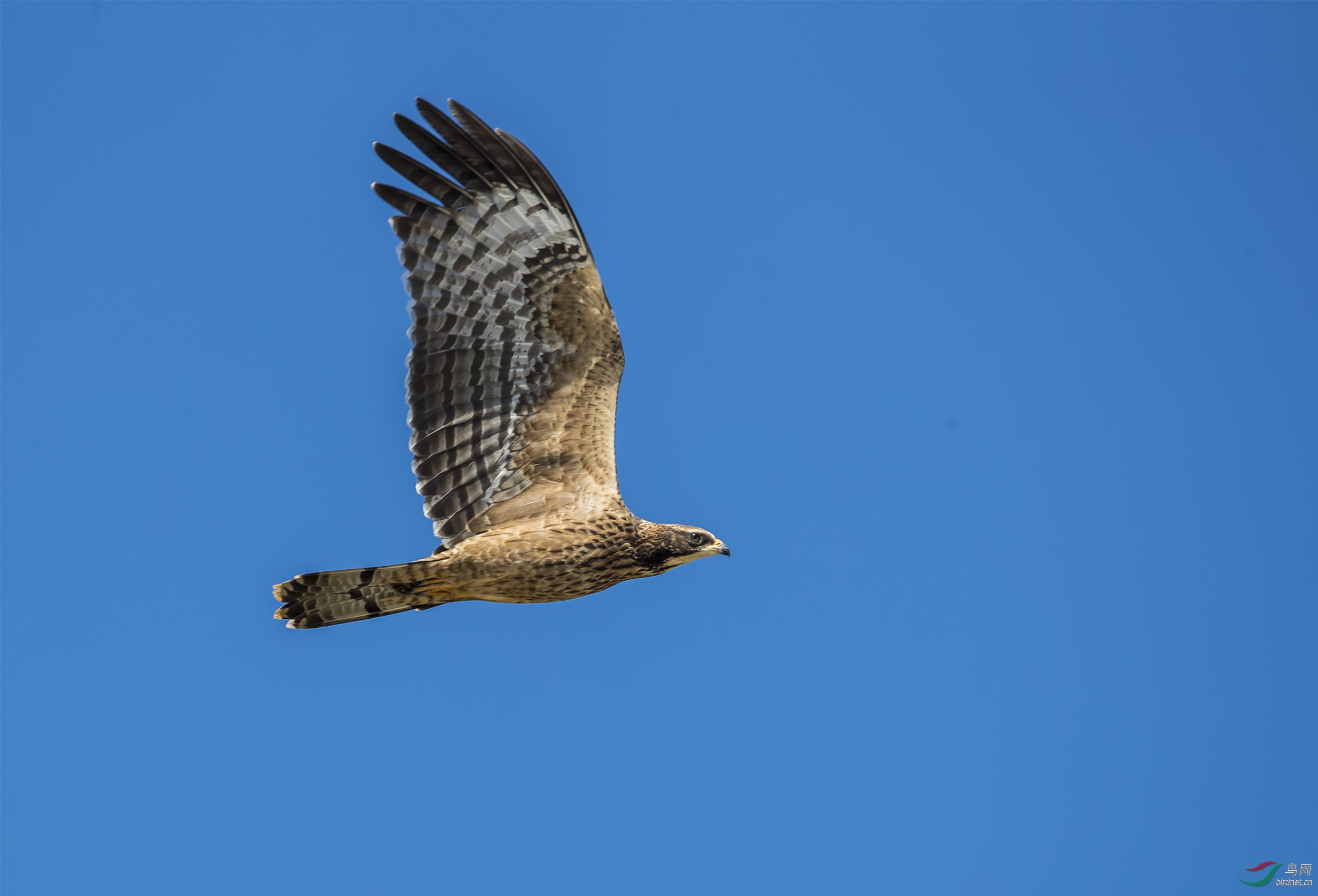 飞翔的凤头蜂鹰