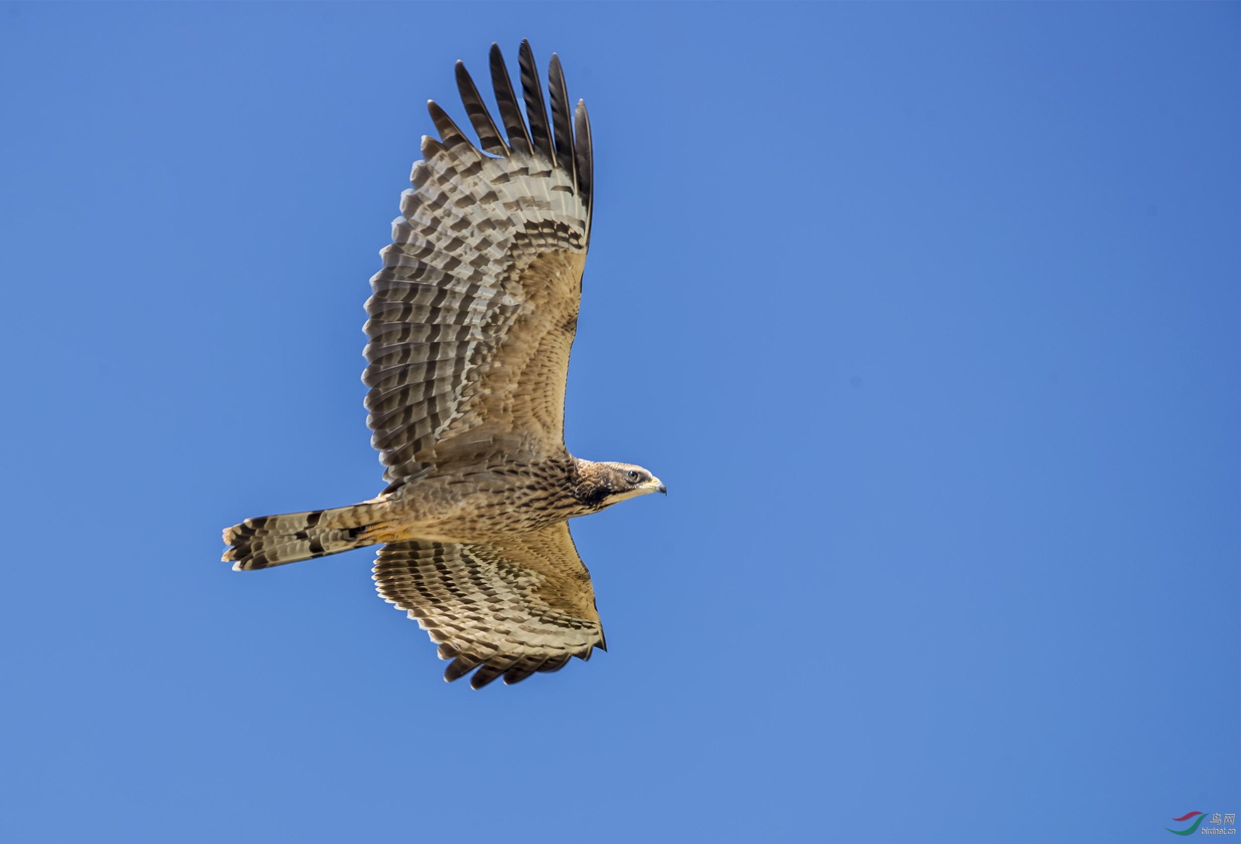 飞翔的凤头蜂鹰