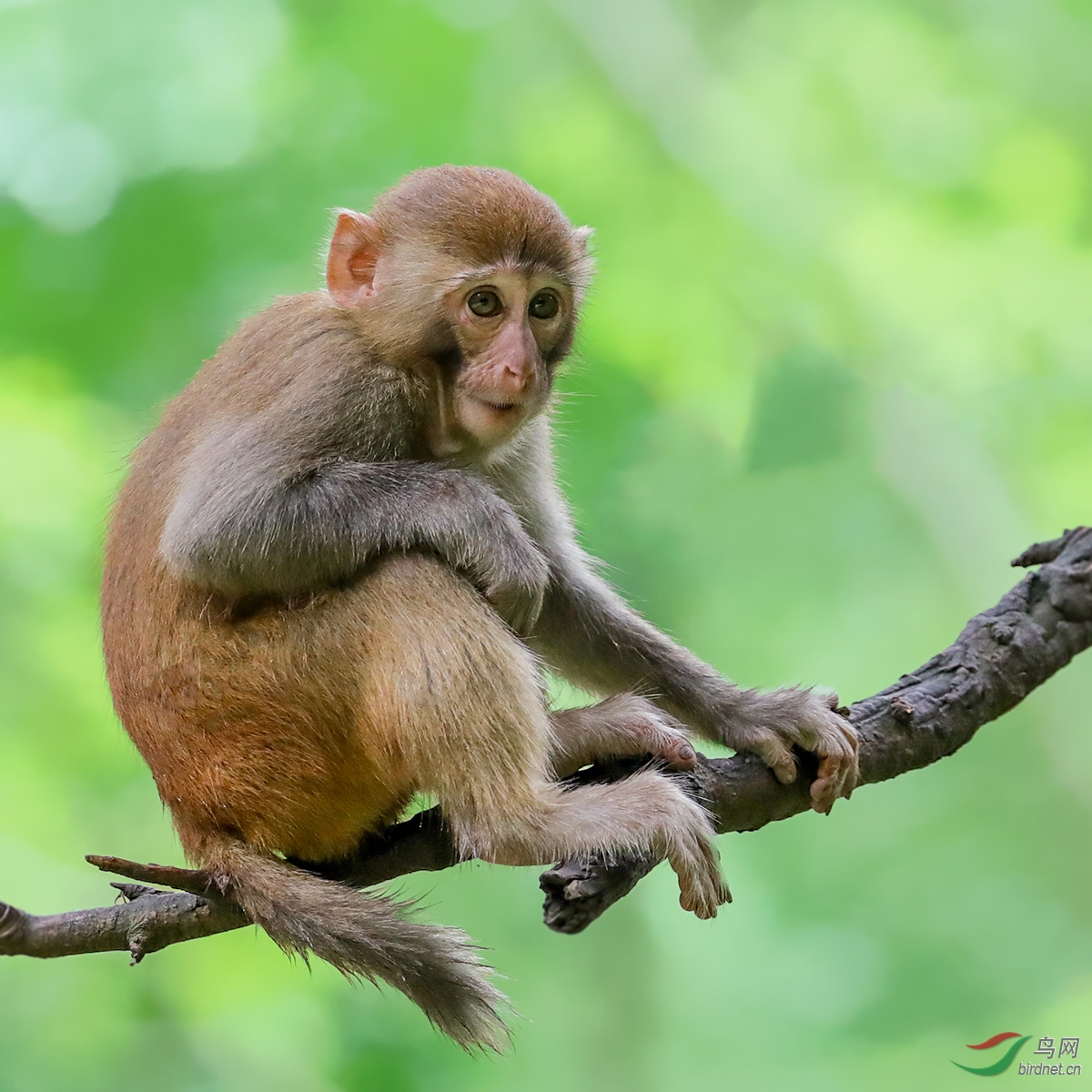 [创意] 灵猴------[黔灵山野生小狝猴]