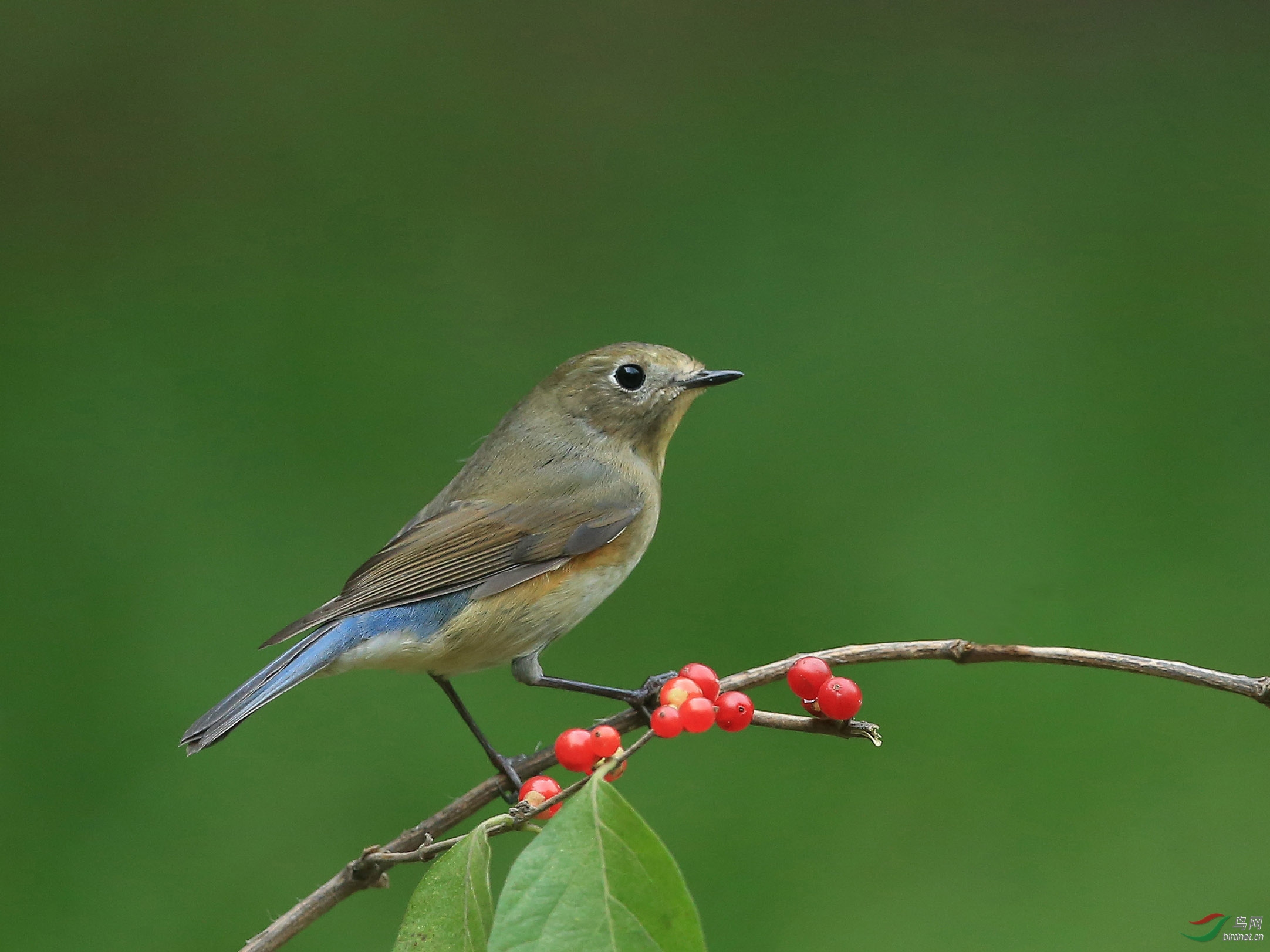 [林鸟] 红胁蓝尾鸲(雌雄)亚成--北京动物园