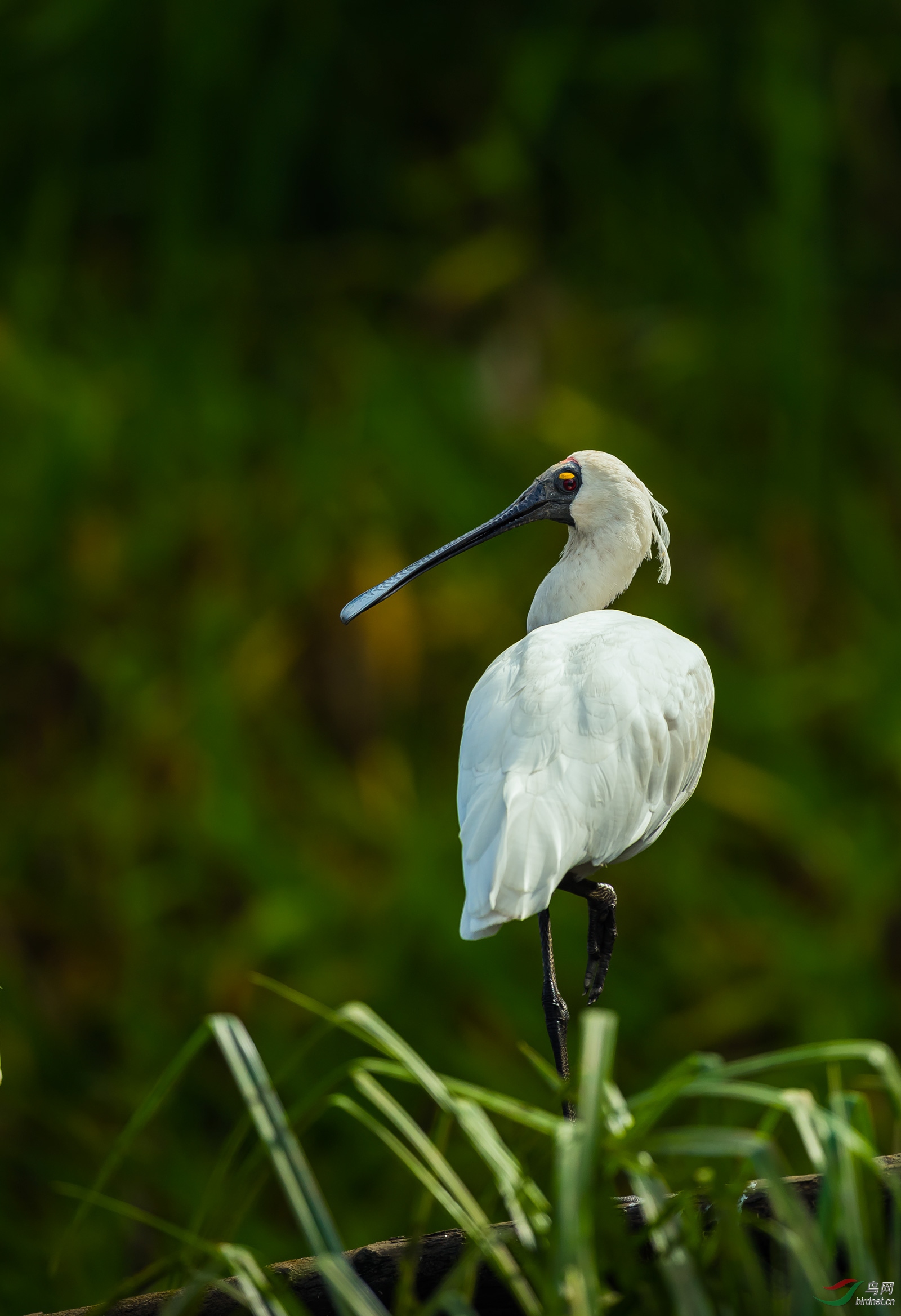 澳大利亚皇家琵鹭2