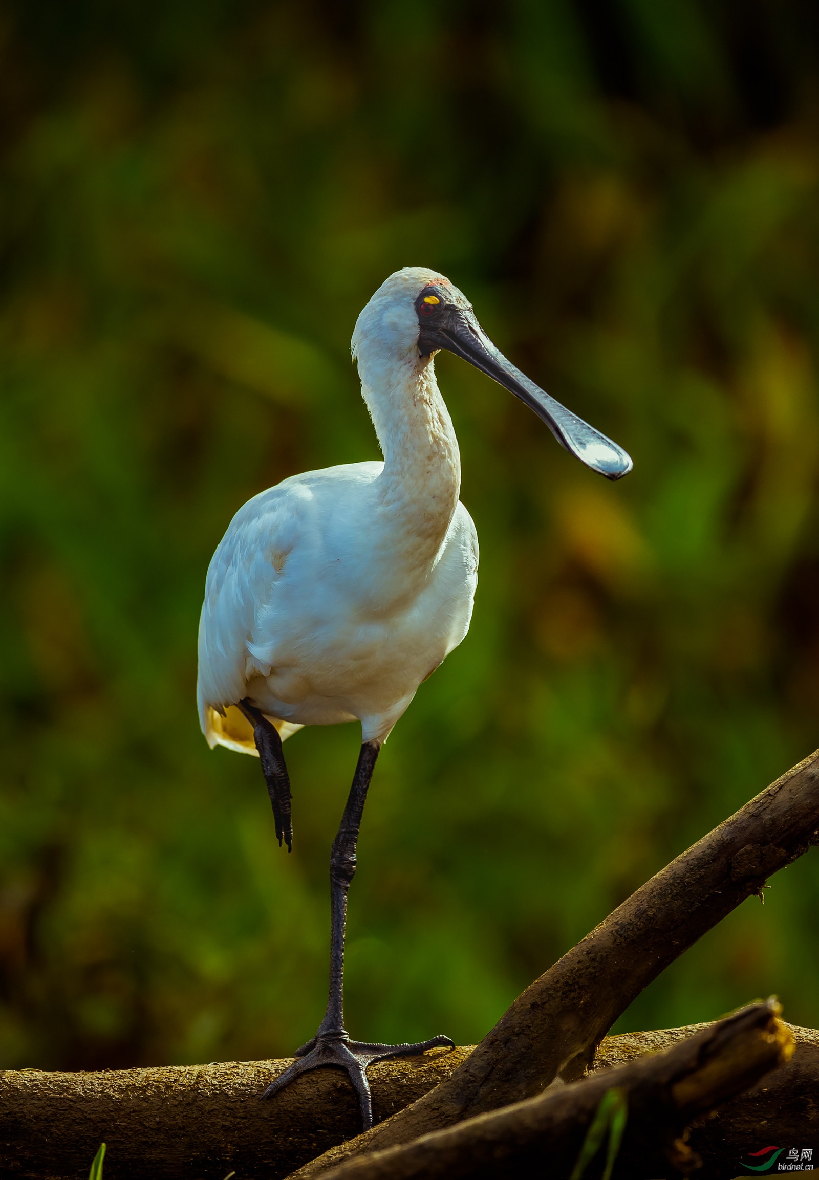澳大利亚皇家琵鹭5