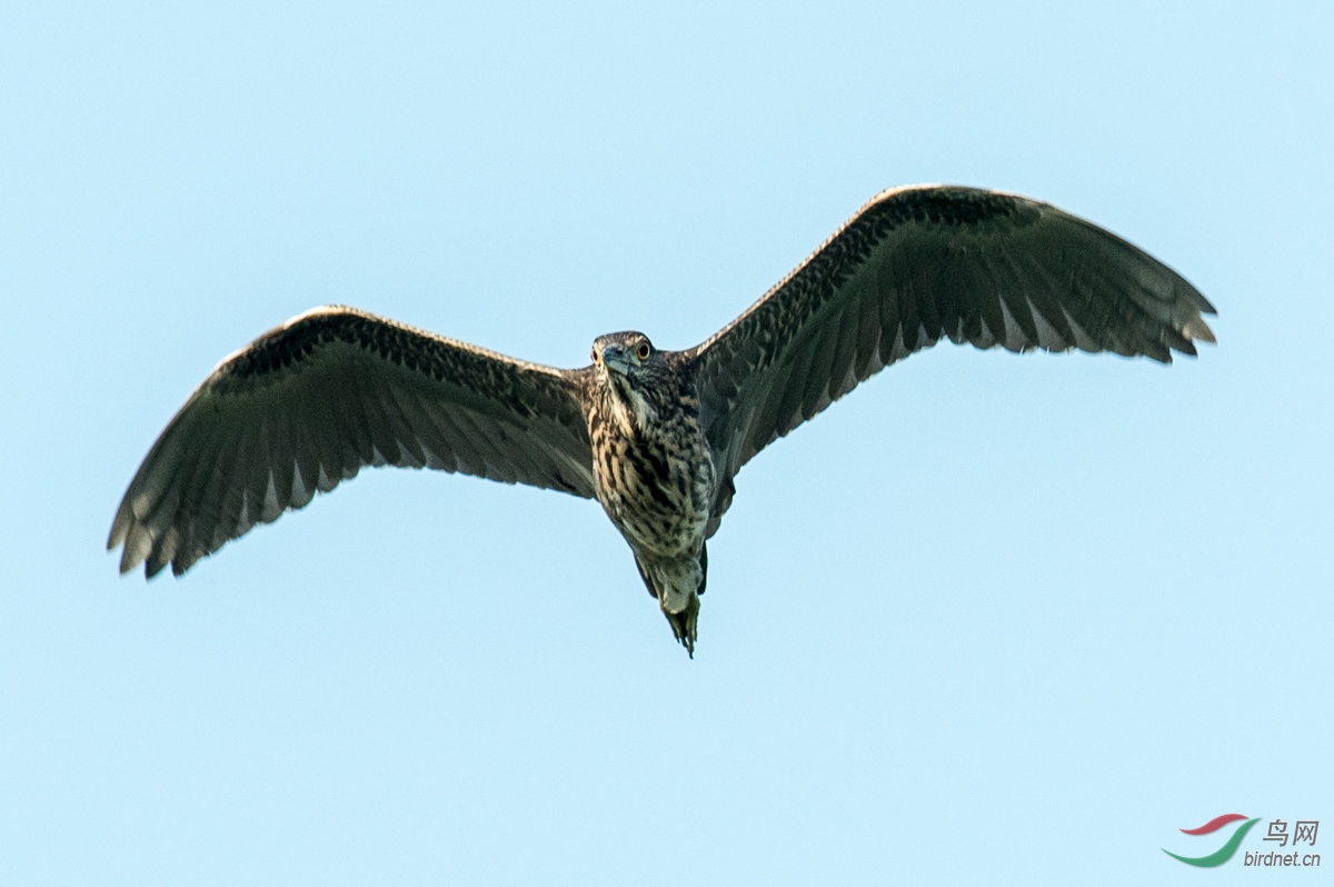 学雄鹰展翅高飞二