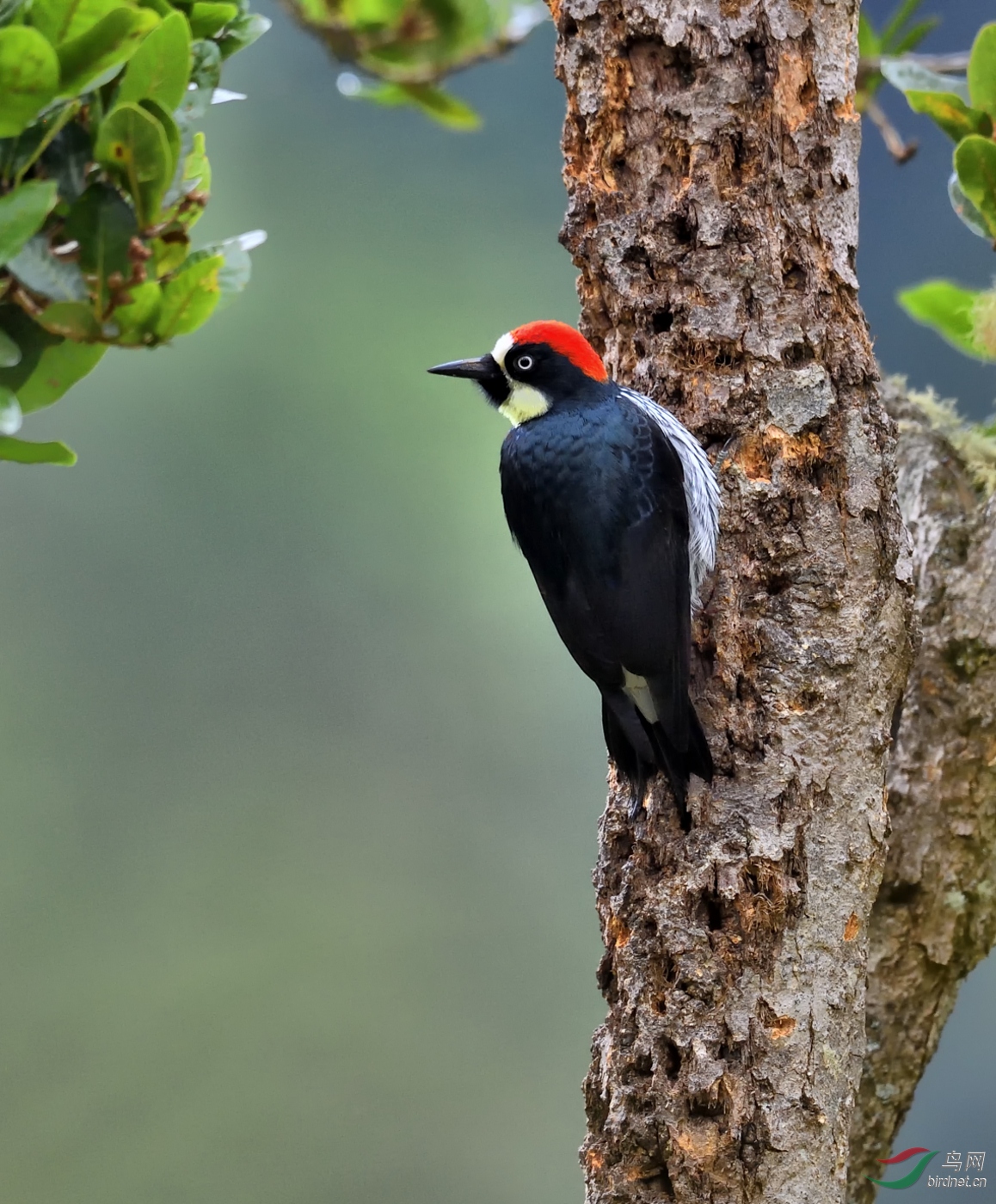 橡树啄木鸟